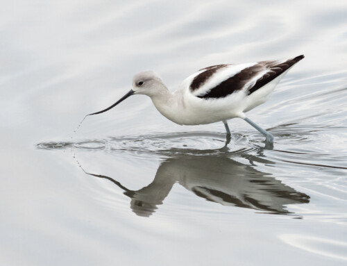 Shorebirds – Avocets + Stilts