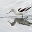 American Avocet Foraging at MLK Shoreline in Oakland