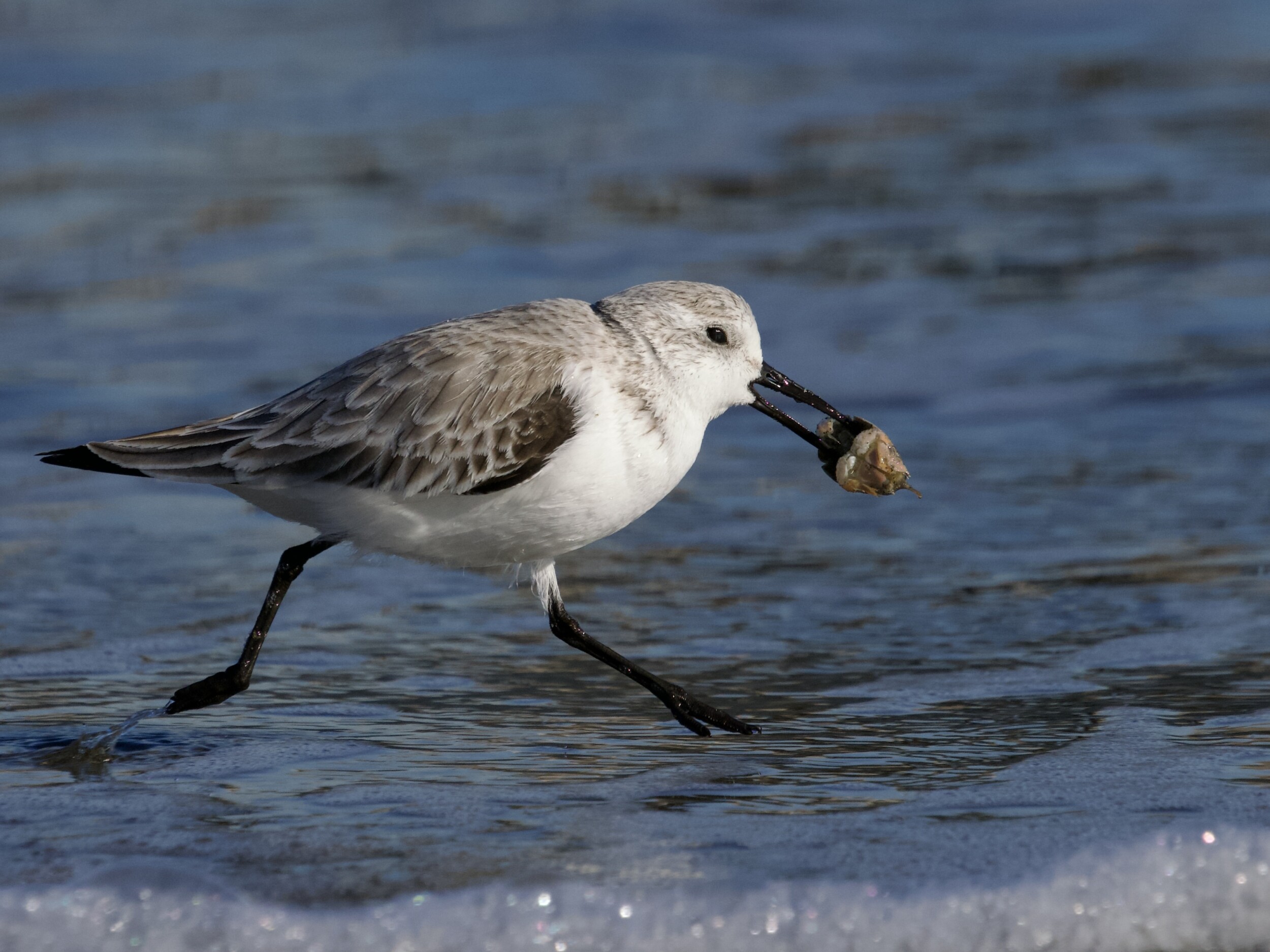 Sanderling with Mole Crab in San Francisco