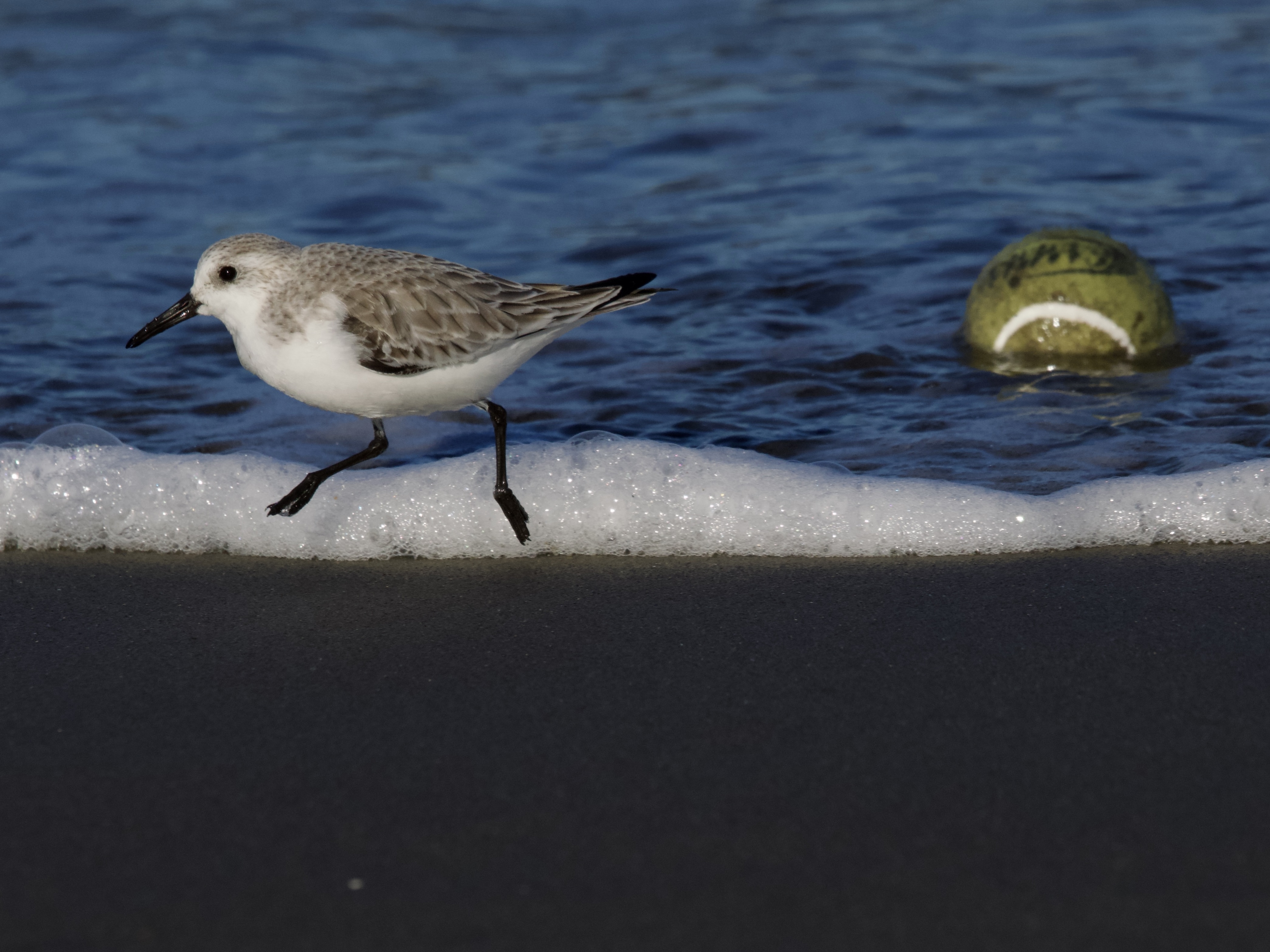 Sanderling with Ocean Trash Tennis Ball