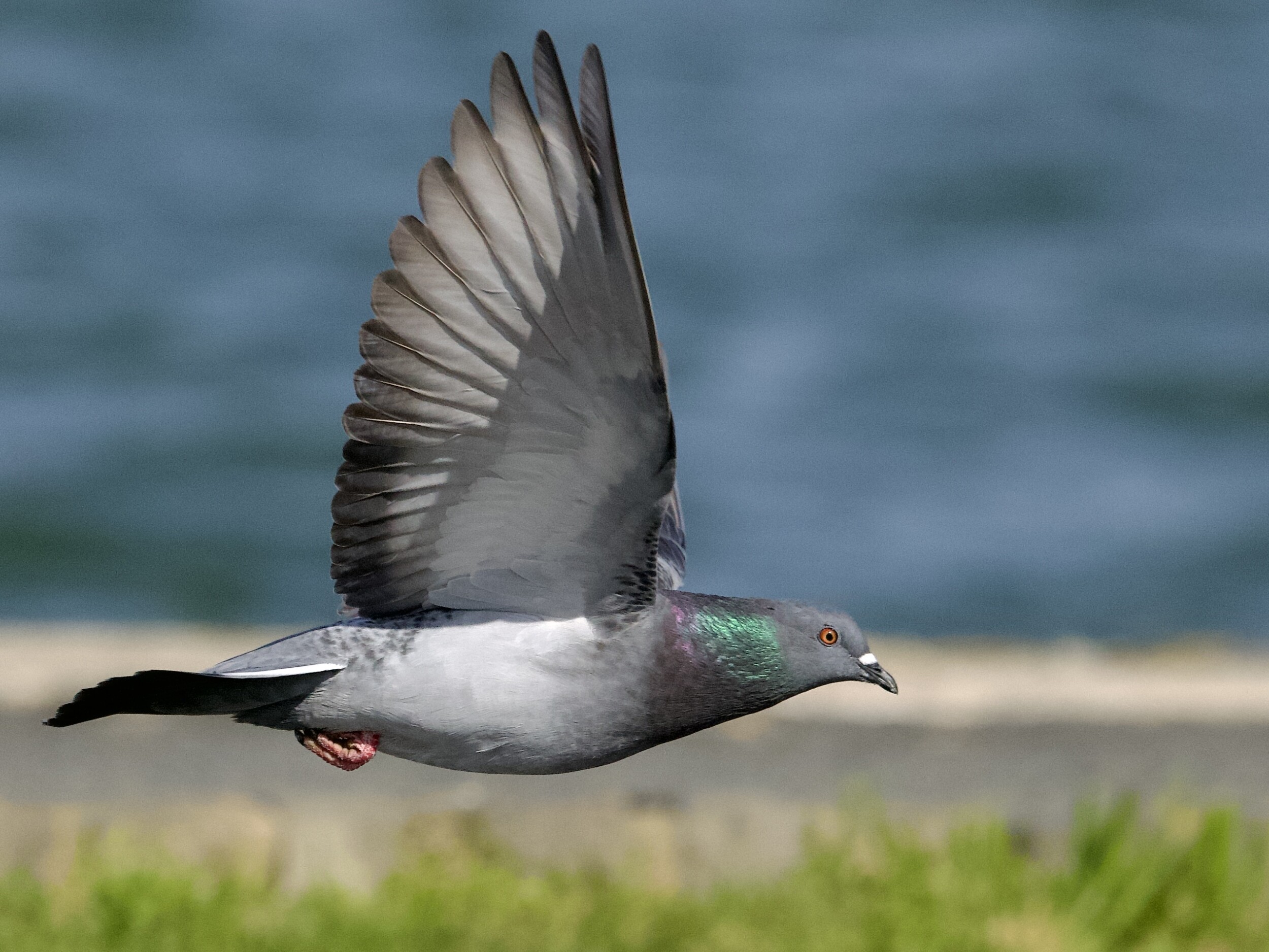 Pigeon in Flight at Marina Green San Francisco
