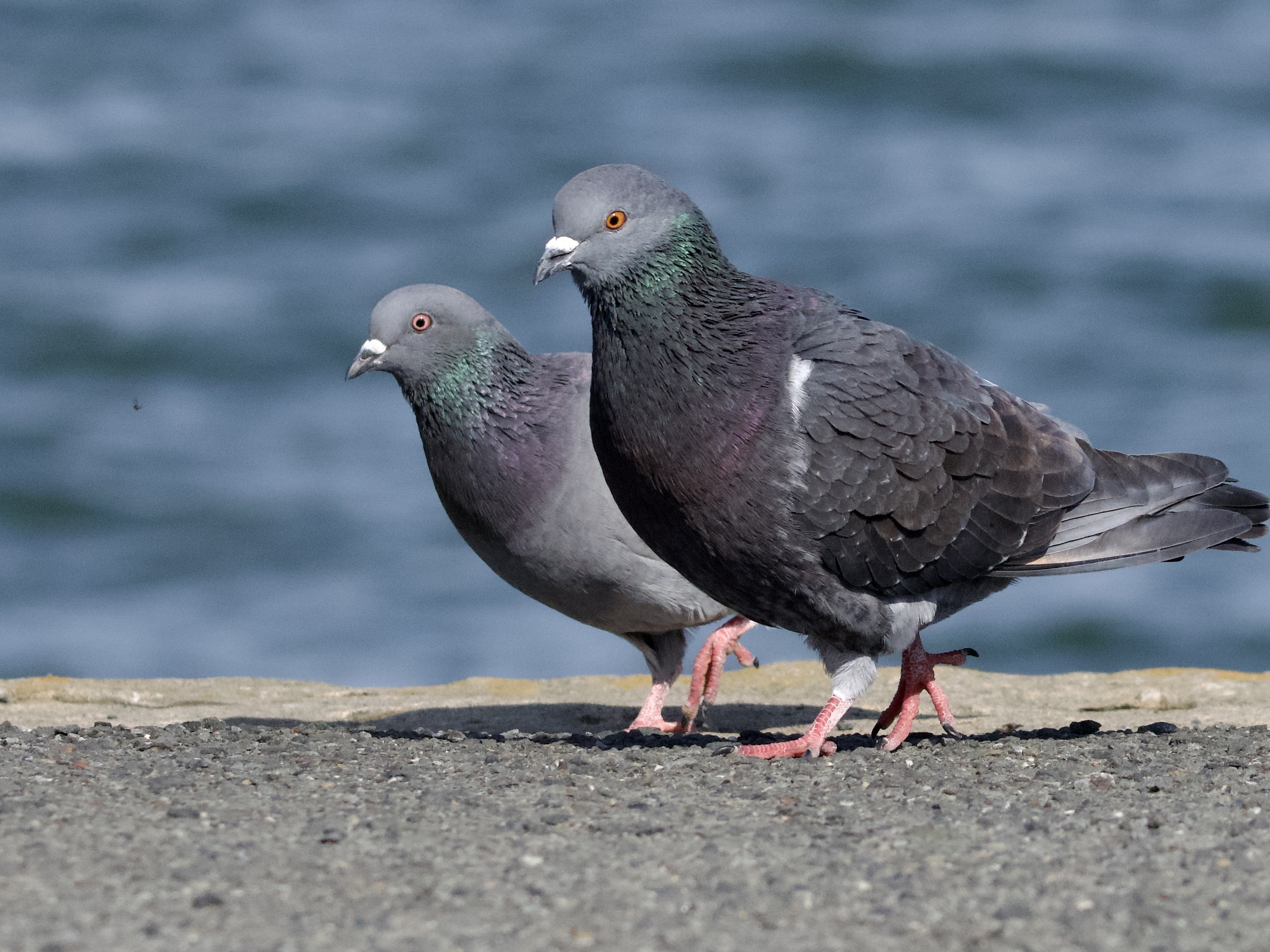Pigeon Pair Along San Francisco Bay