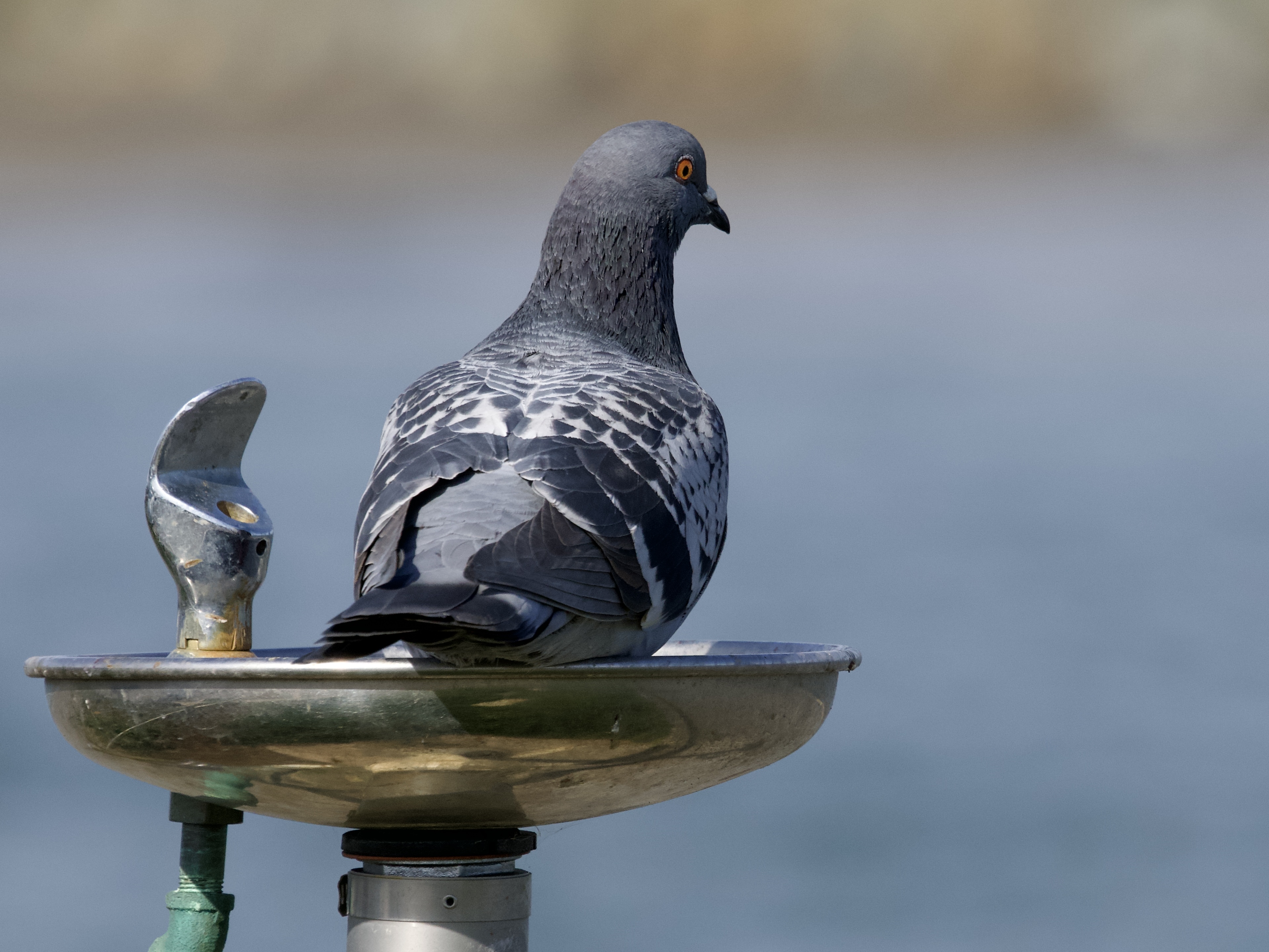 Pigeon in Drinking Fountain