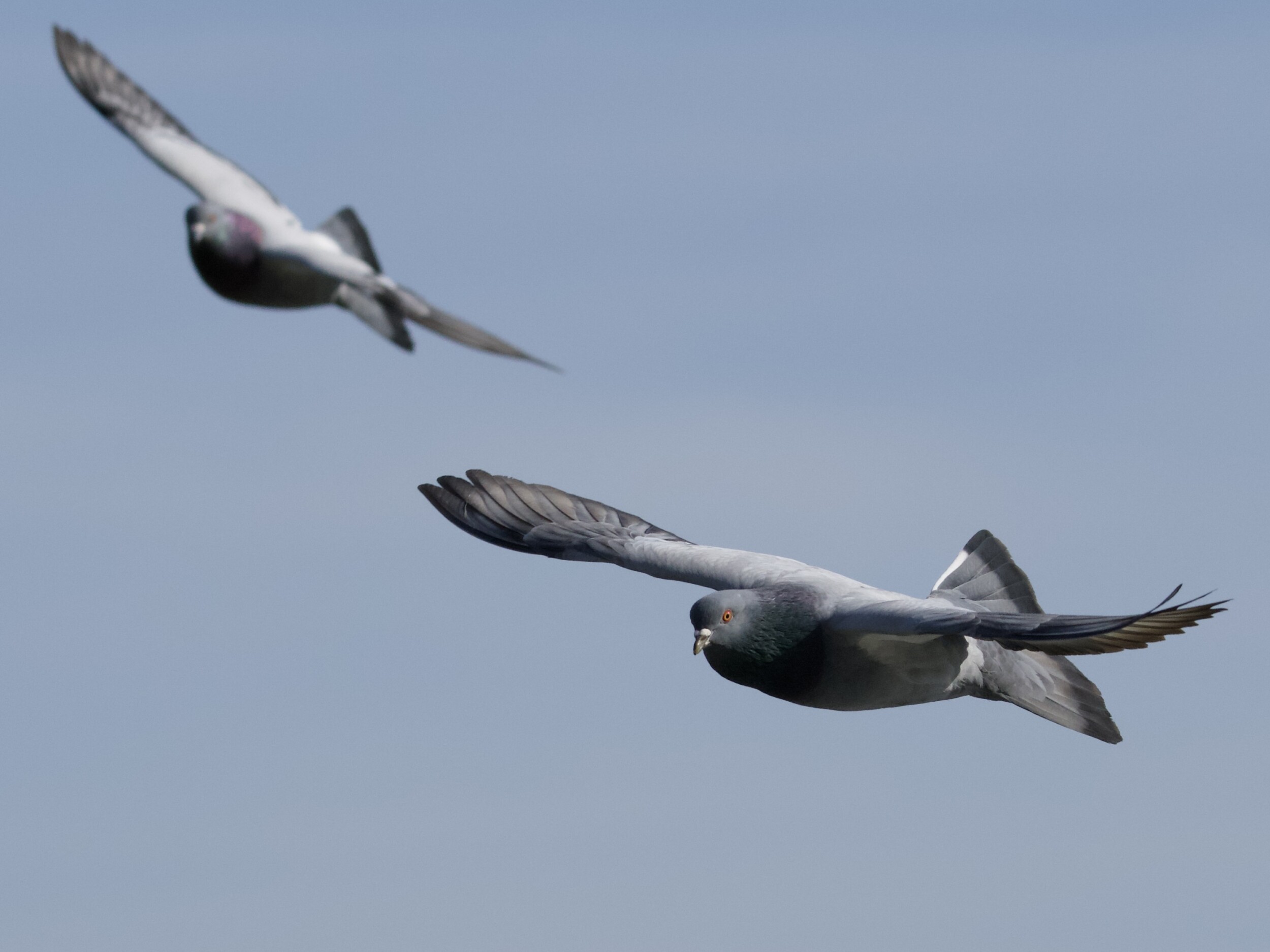 Pigeons in Flight in San Francisco