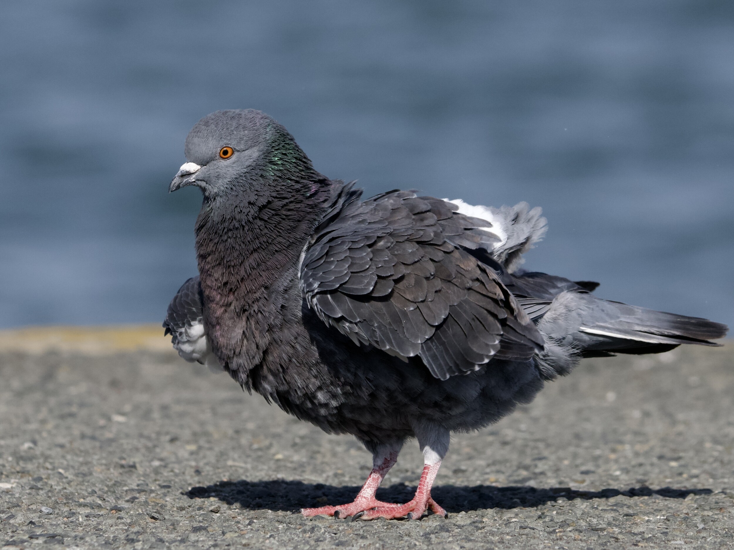 Pigeon Ruffling Feathers