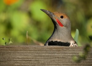 Northern Flicker at Fort Mason San Francisco