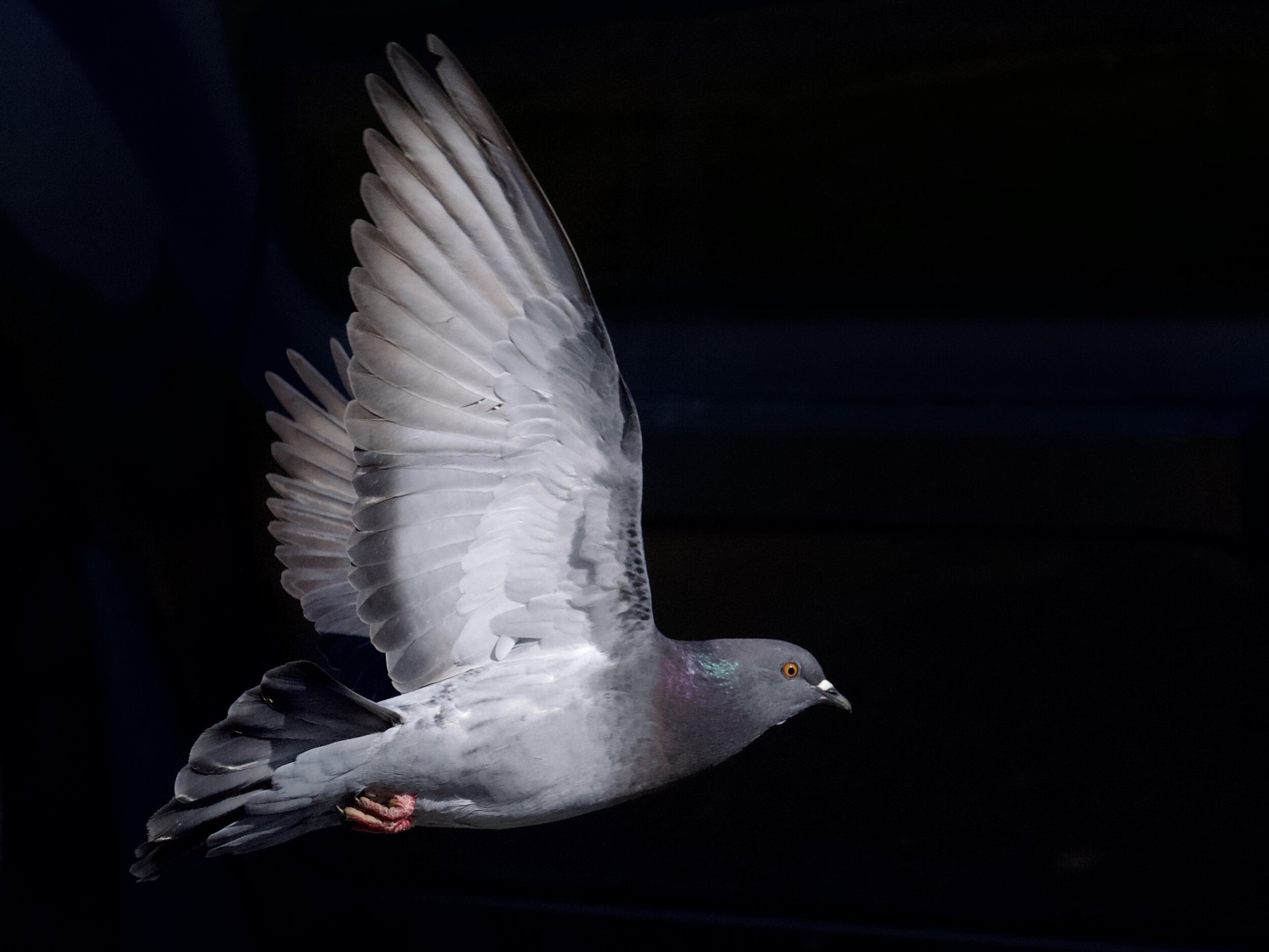 D97EEA9F-20DB-477D-8086-282BFAF70E94 San Francisco Pigeon Flying Against Black Background