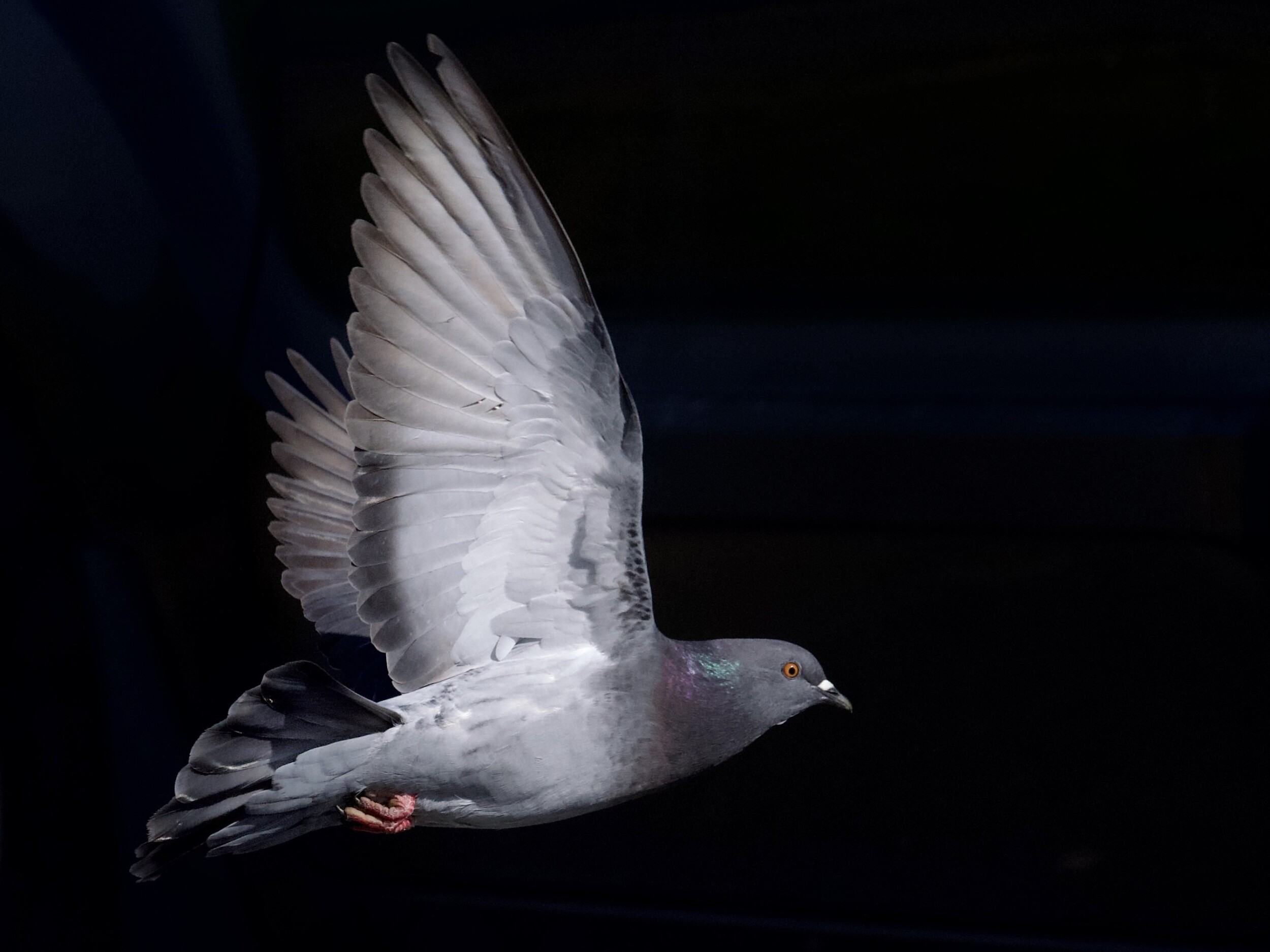 San Francisco Pigeon Flying Against Black Background