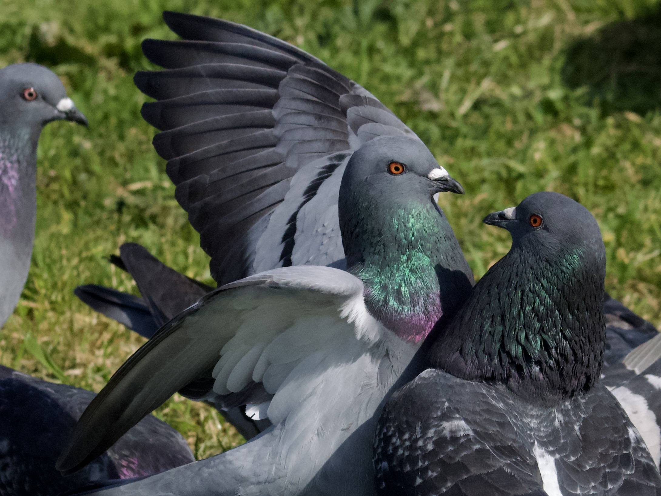 Pigeon Scuffle Pigeon Scuffle