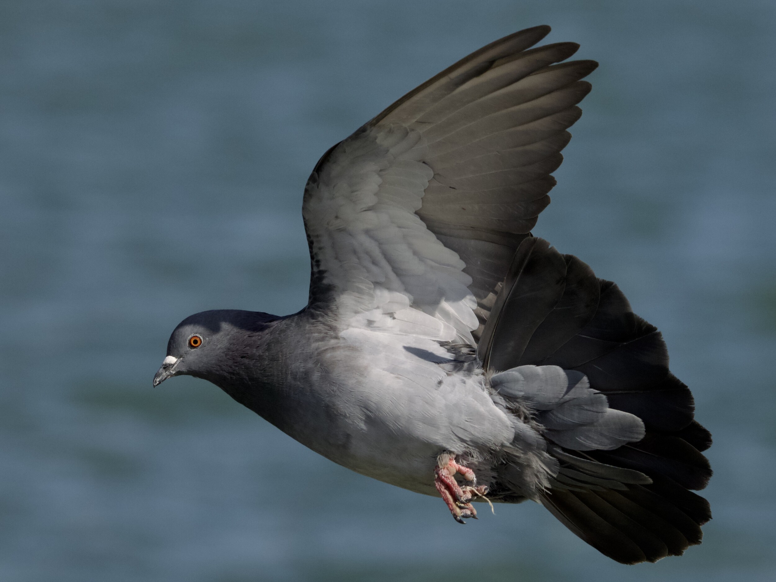 Pigeon in Flight in San Francisco