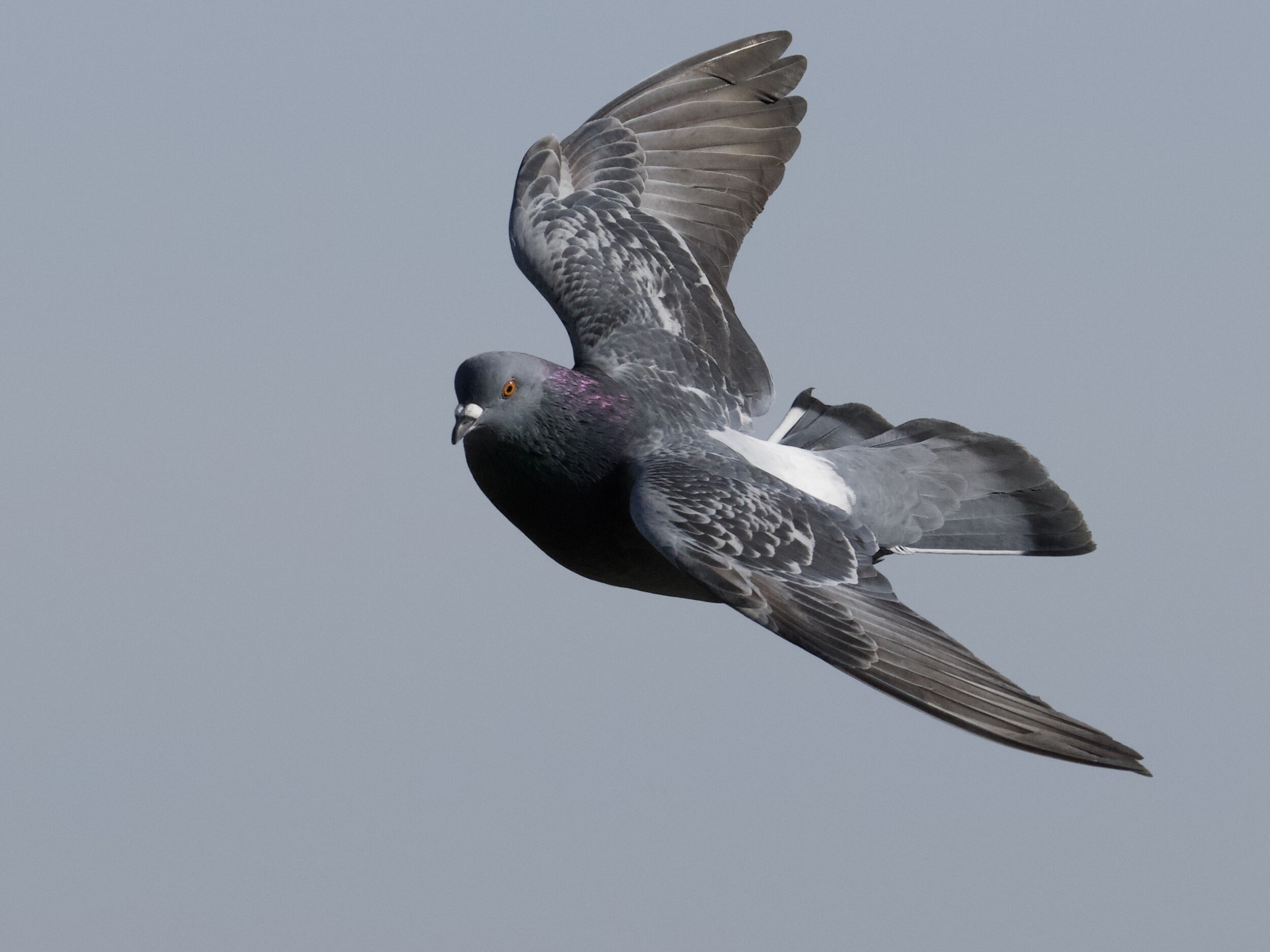 Pigeon in Flight