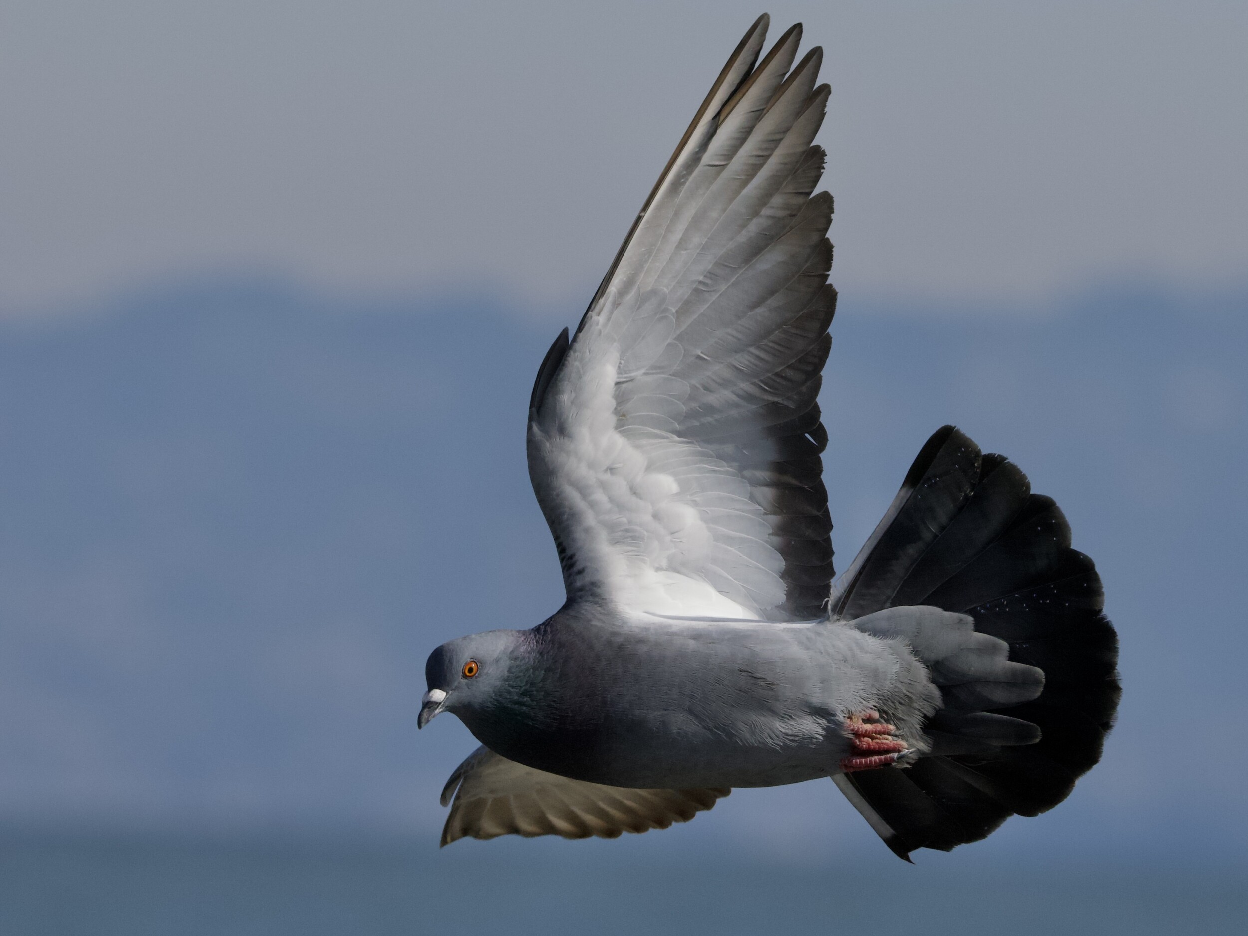 Pigeon in Flight Over San Francisco Bay