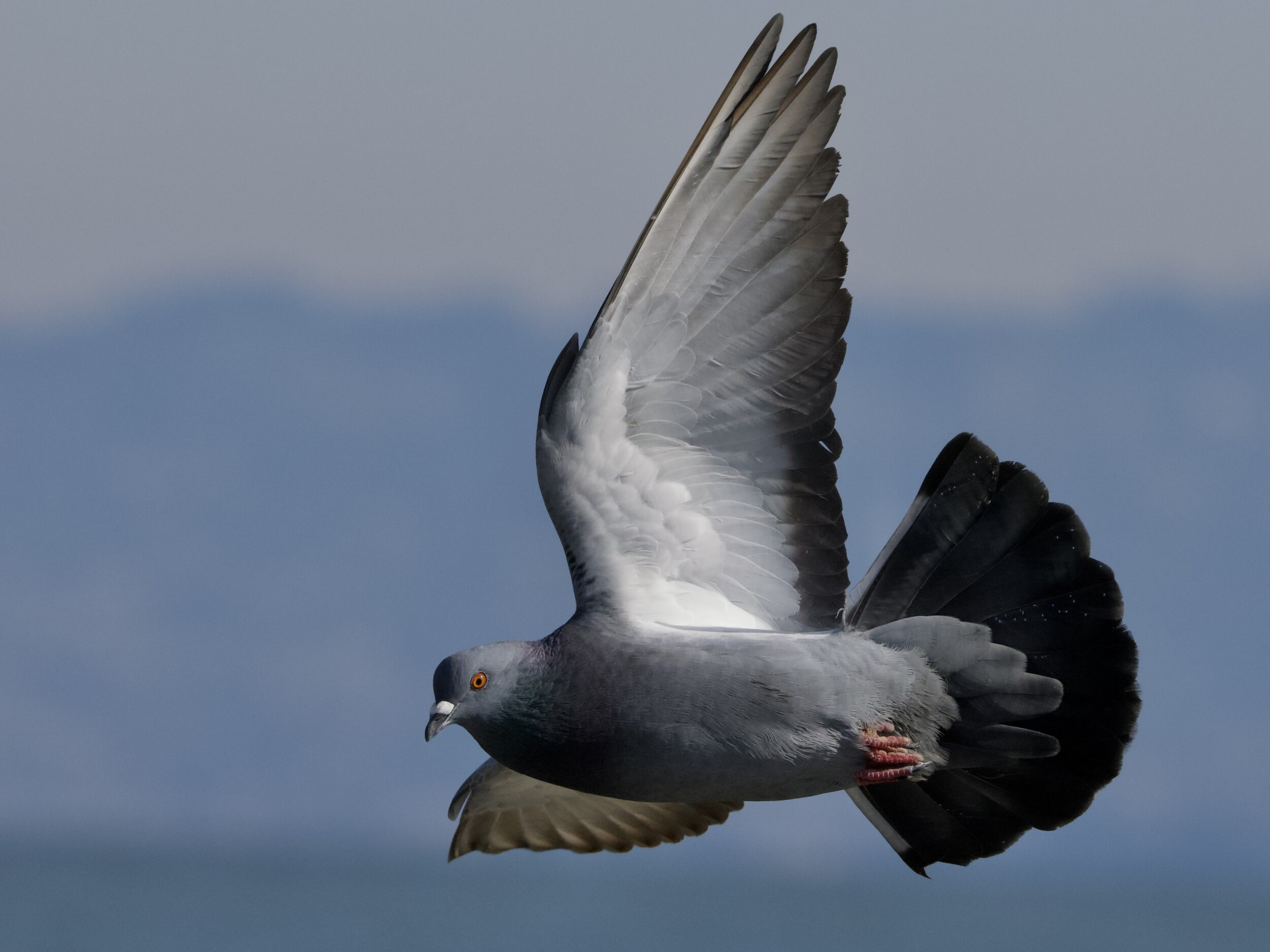 Pigeon in Flight Over San Francisco Bay Pigeon in Flight Over San Francisco Bay