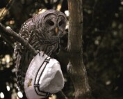 Barred Owl in Woodland Park Seattle with White Hat