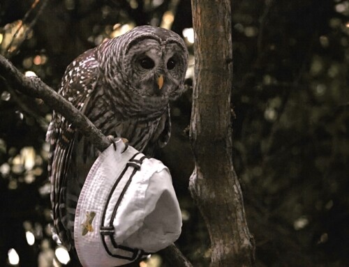 The Barred Owl and the White Hat (Seattle)