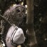 Barred Owl in Woodland Park Seattle with White Hat