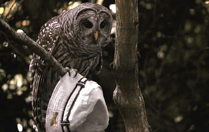Barred Owl in Woodland Park Seattle with White Hat