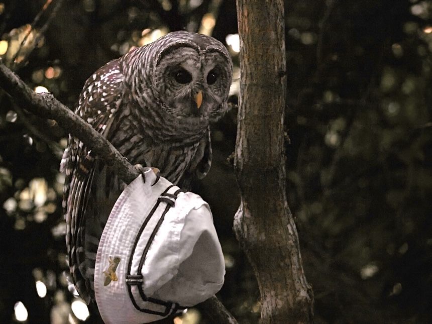 Barred Owl in Woodland Park Seattle with White Hat Barred Owl in Woodland Park Seattle with White Hat