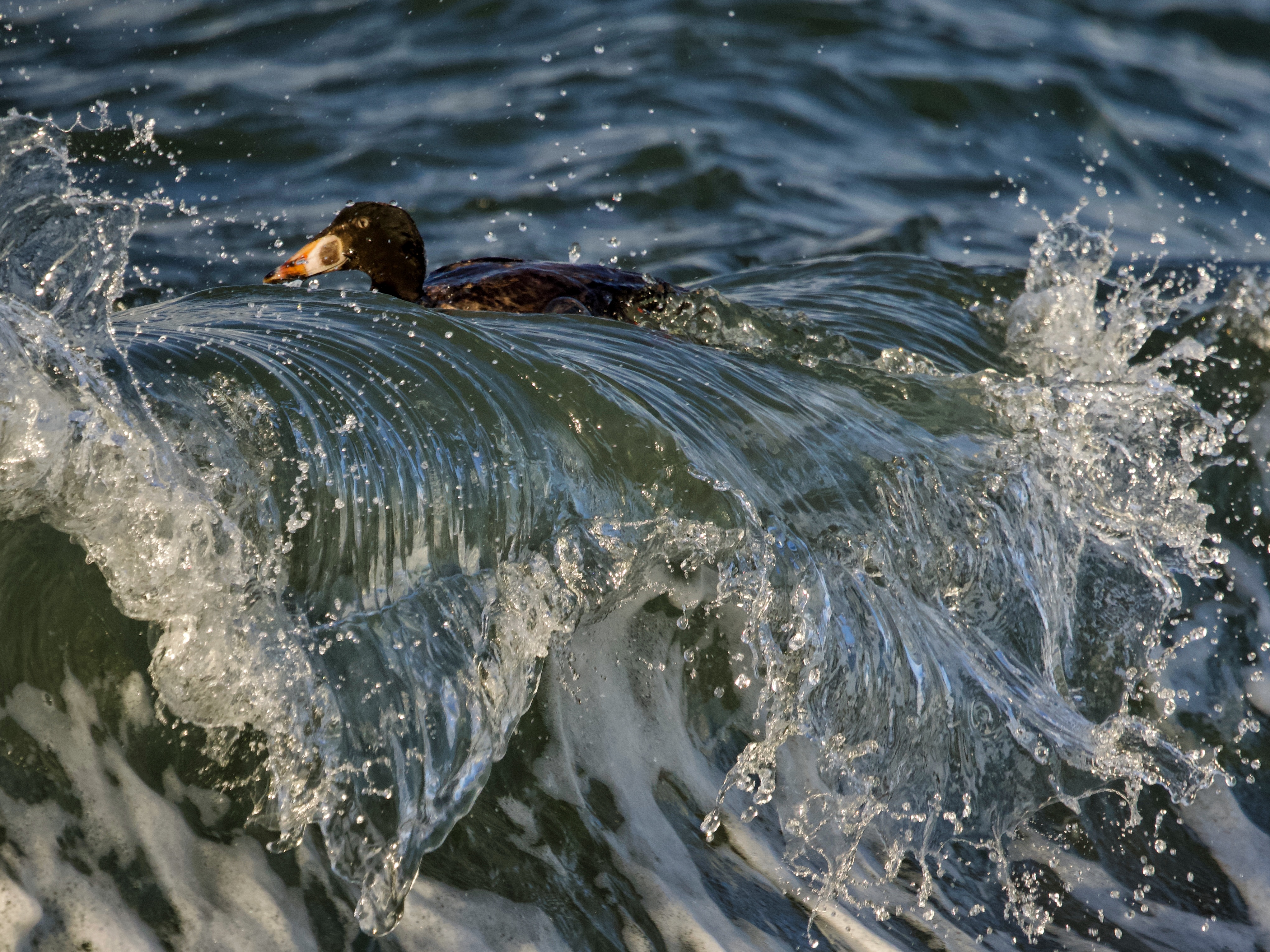 Immature Male Surf Scoter in Surf at Crissy Field SF