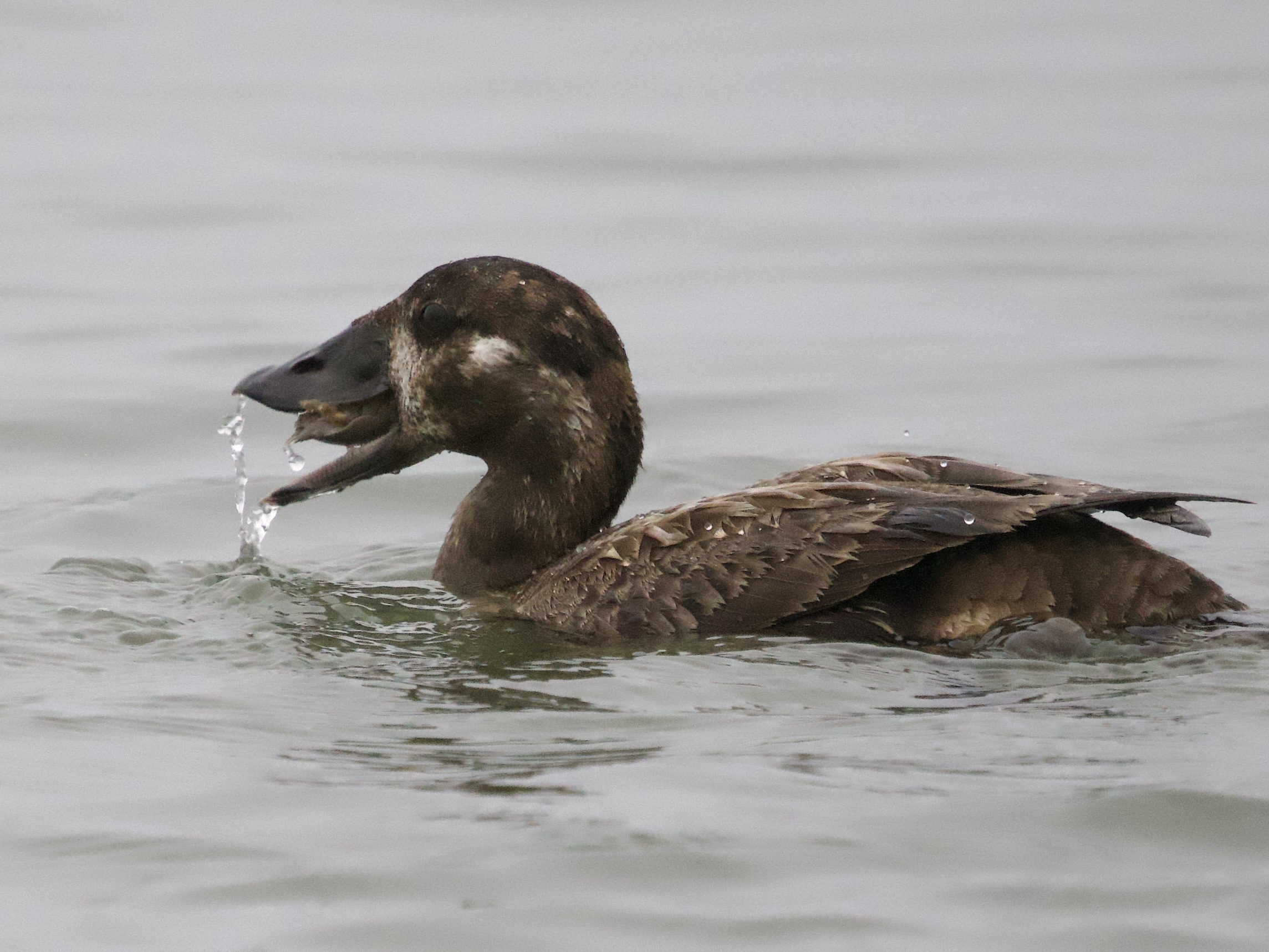 Female Surf Scoter with Mole Crab in San Francisco Bay
