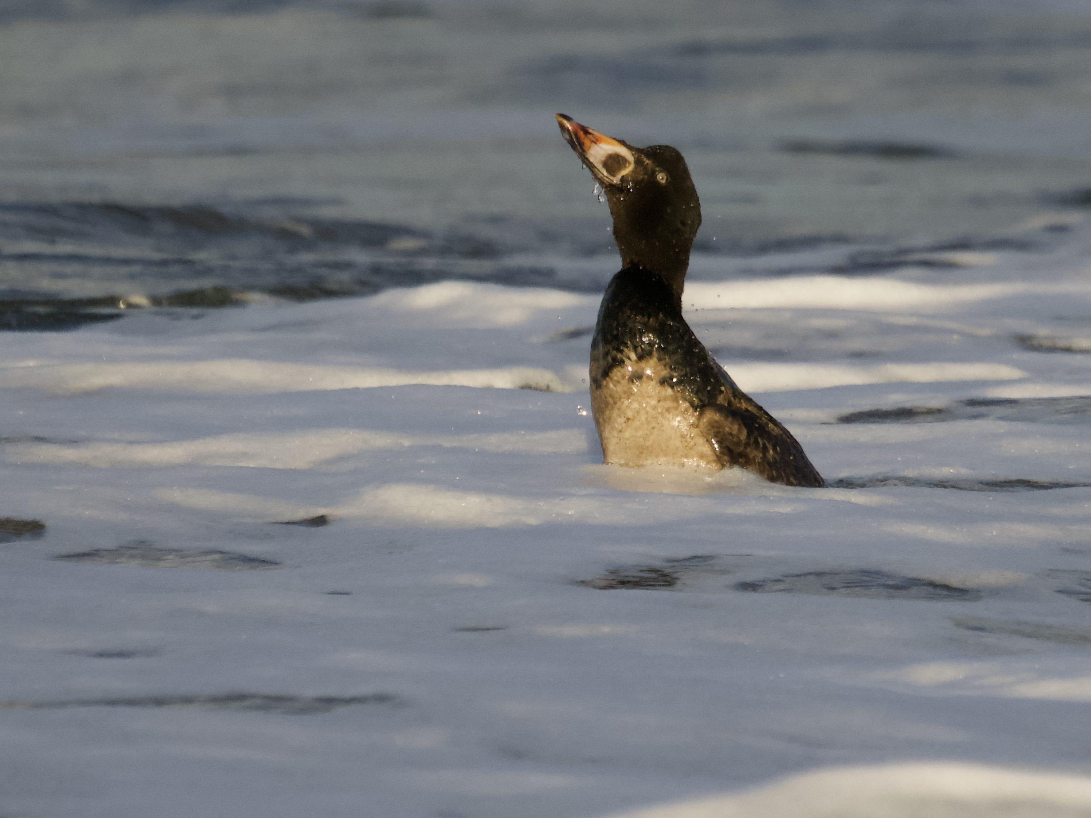 Immature Male Surf Scoter in San Francisco Bay