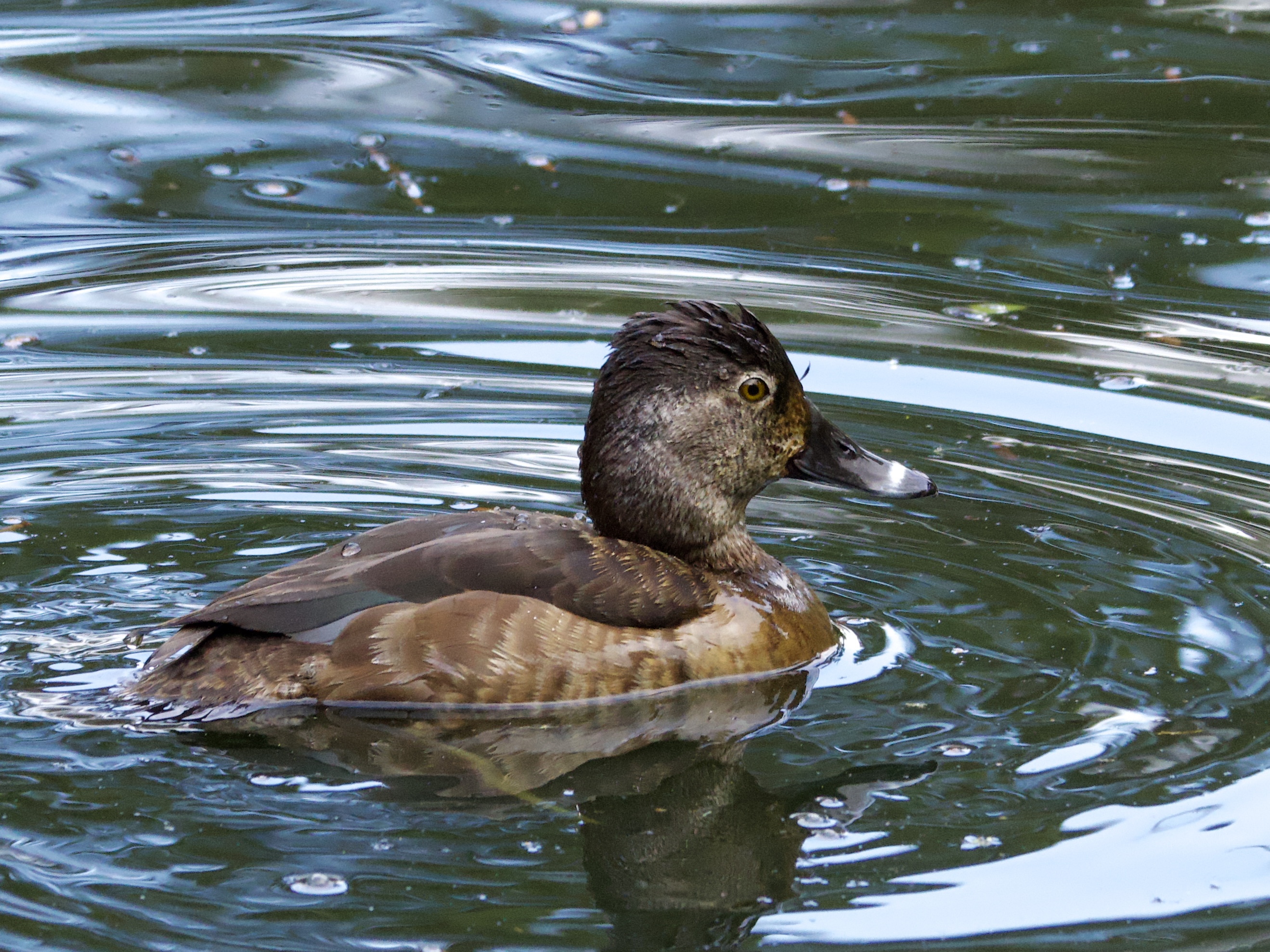 Female Ring-Necked Duck in Golden Gate Park