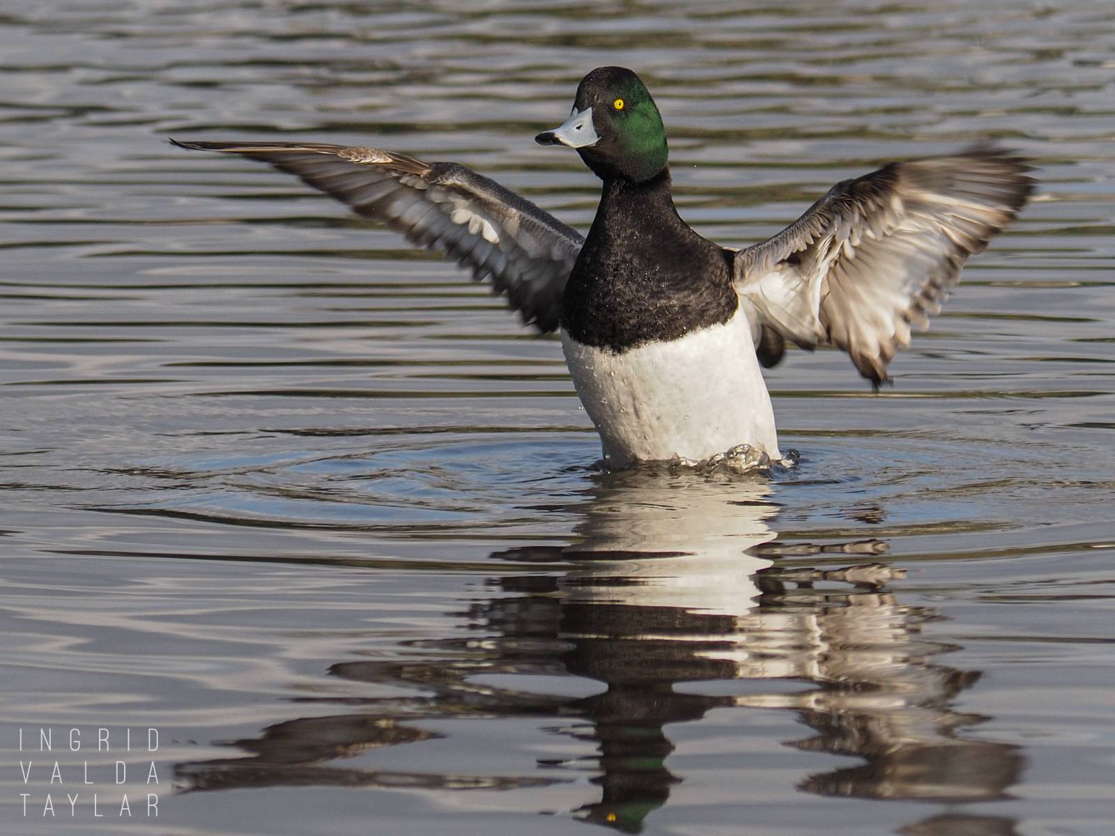 Scaup Wing Stretch