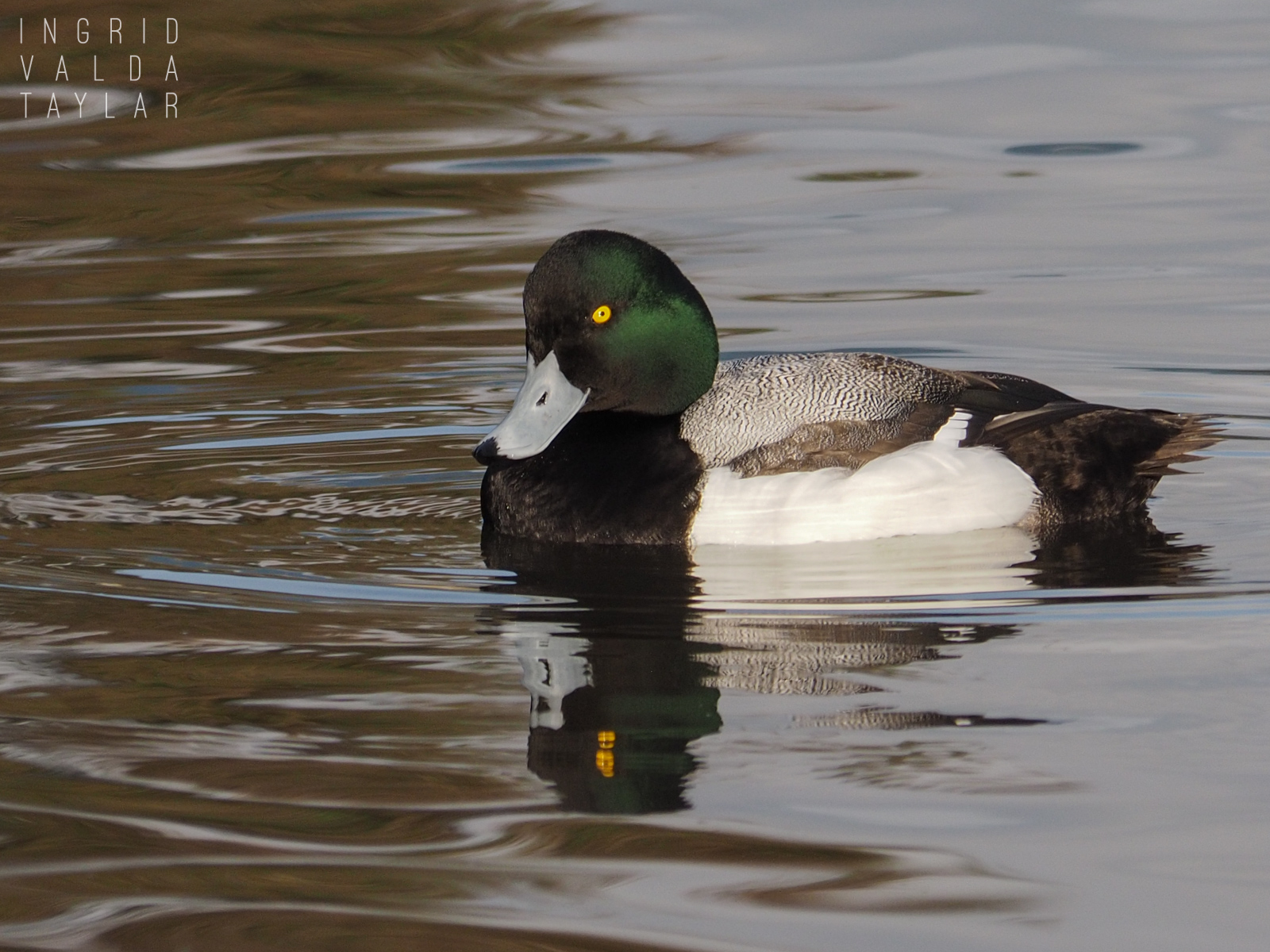 Scaup Reflected