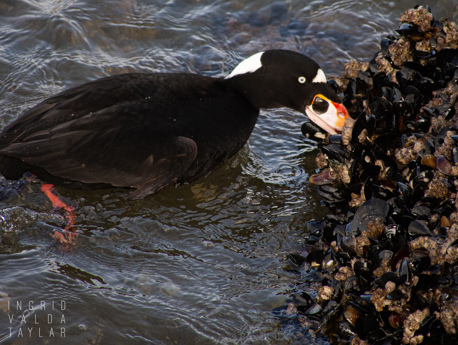 Male Surf Scoter Foraging Mussels in Puget Sound