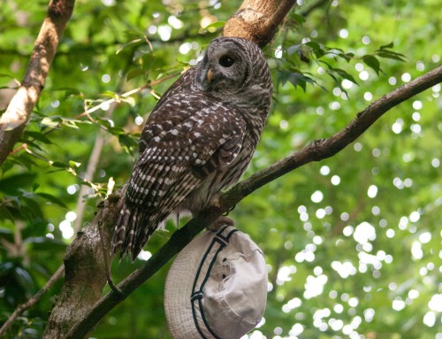 The Barred Owl and the White Hat (Seattle)