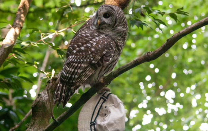 Barred Owl holding hat taken from someone's head