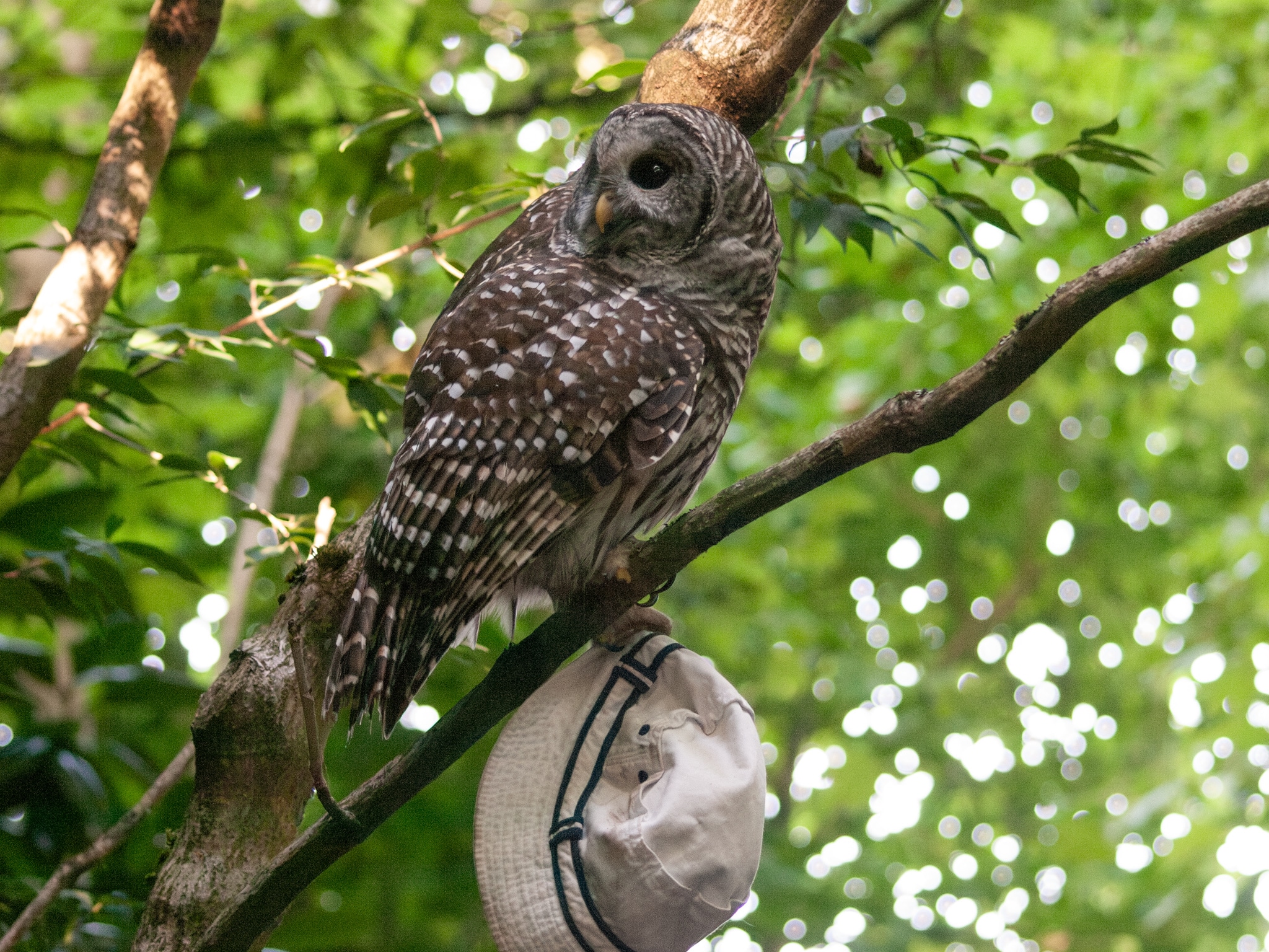 Barred Owl holding hat taken from someone's head