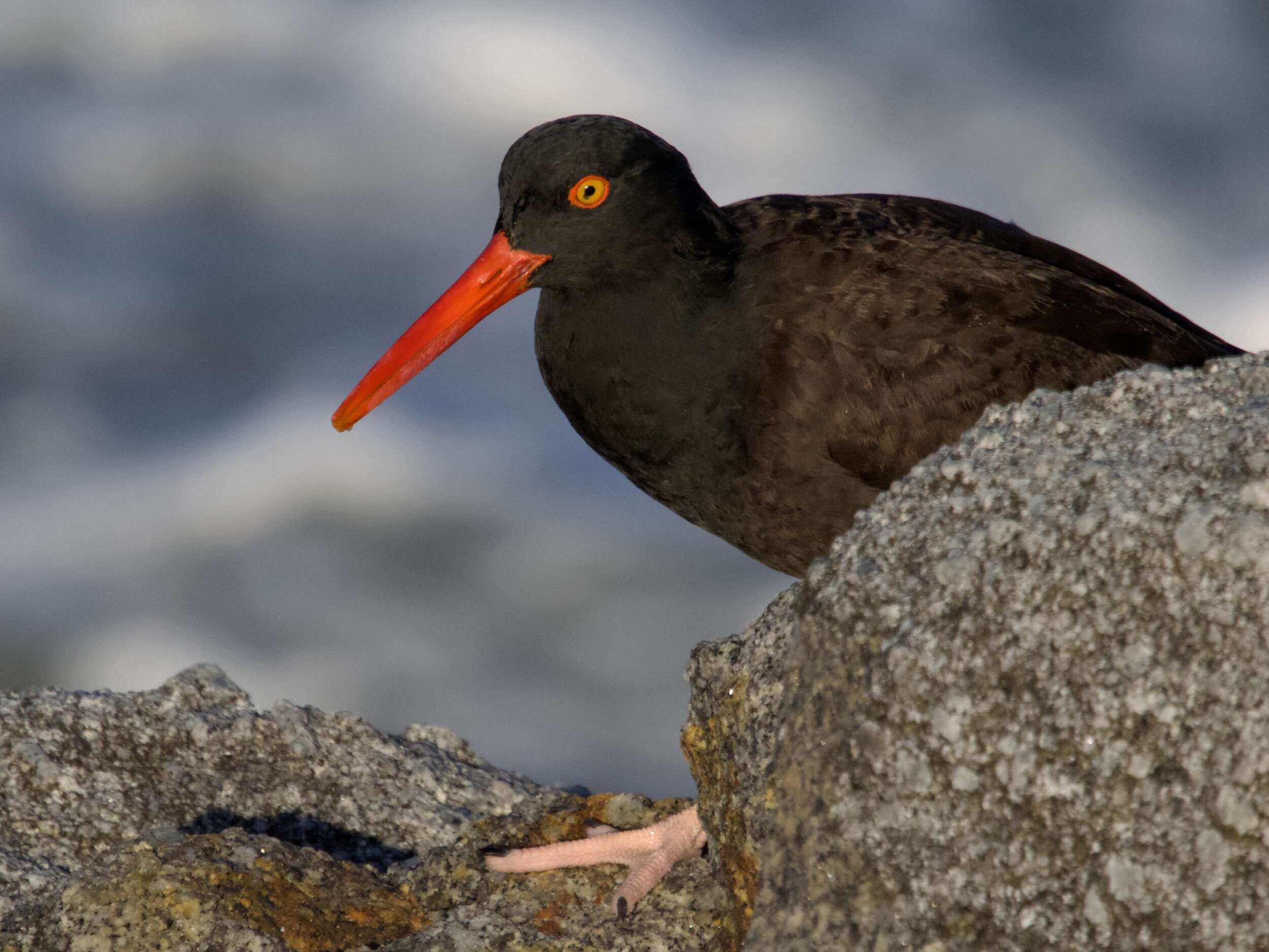 Black Oystercatcher on Rocks in Pacific Grove