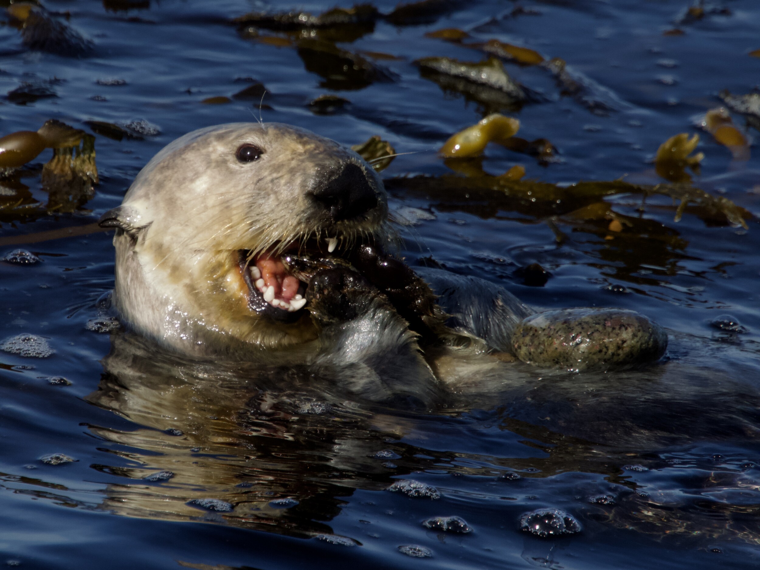 Southern Sea Otter Eating Mollusk in Monterey Bay