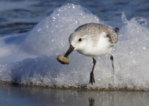 Sanderling with Mole Crab on San Francisco Bay