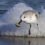 Sanderling with Mole Crab on San Francisco Bay