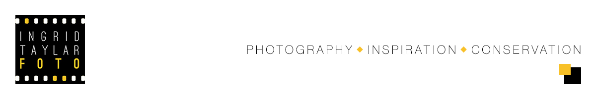 IT Header
