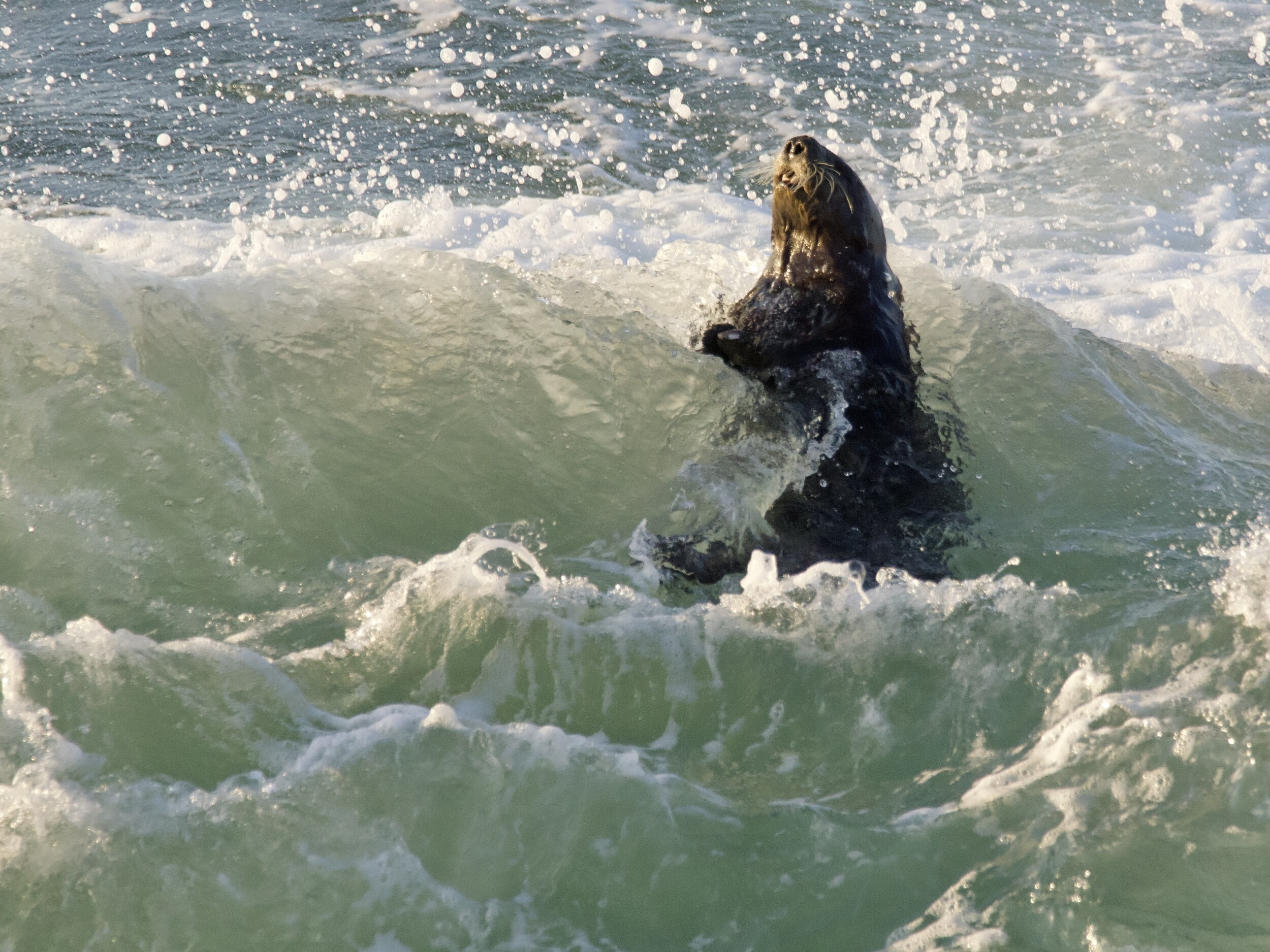 Southern Sea Otter Riding the Surf in Monterey Bay