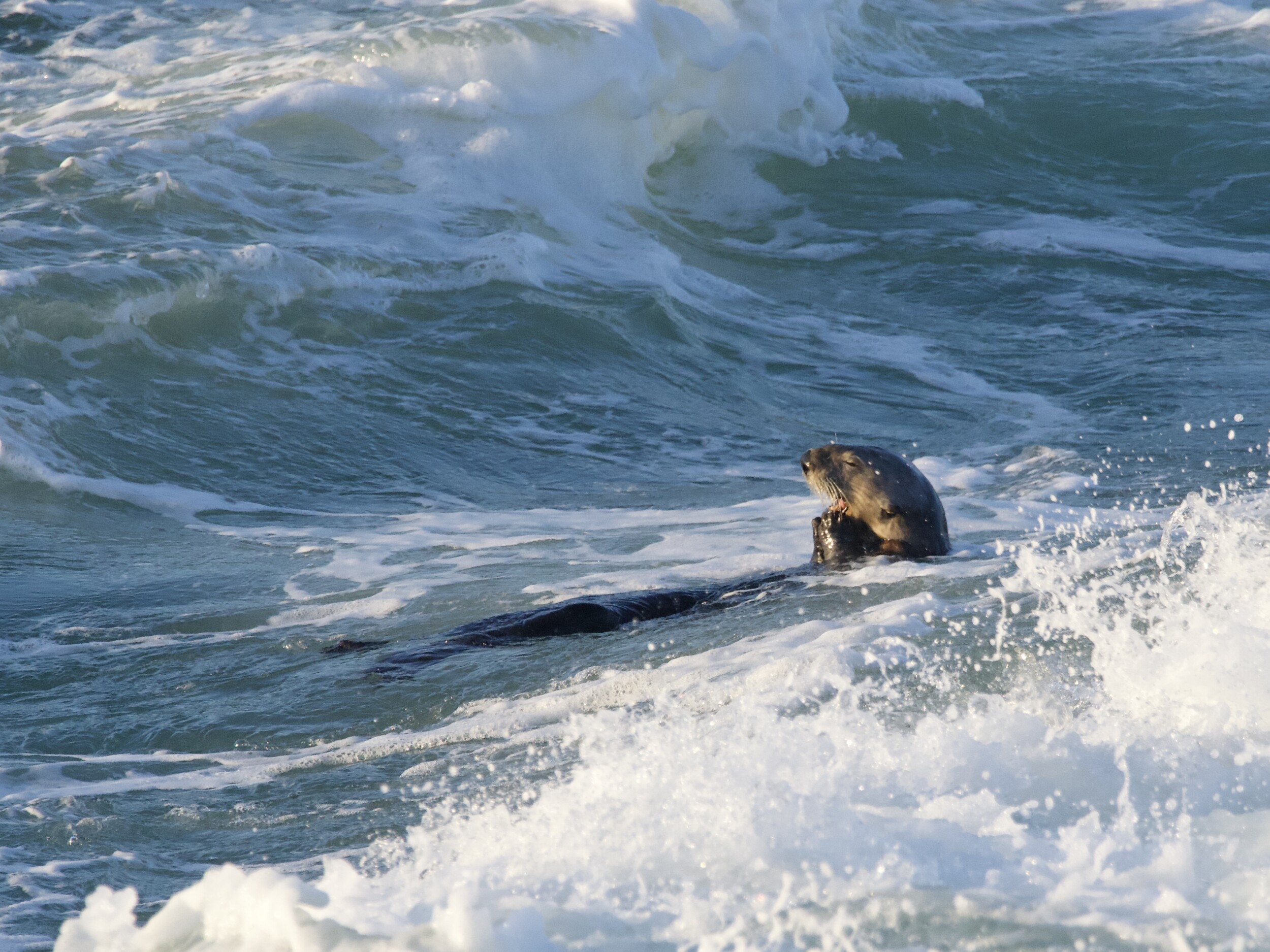 Southern Sea Otter Eating Mollusk in the Surf