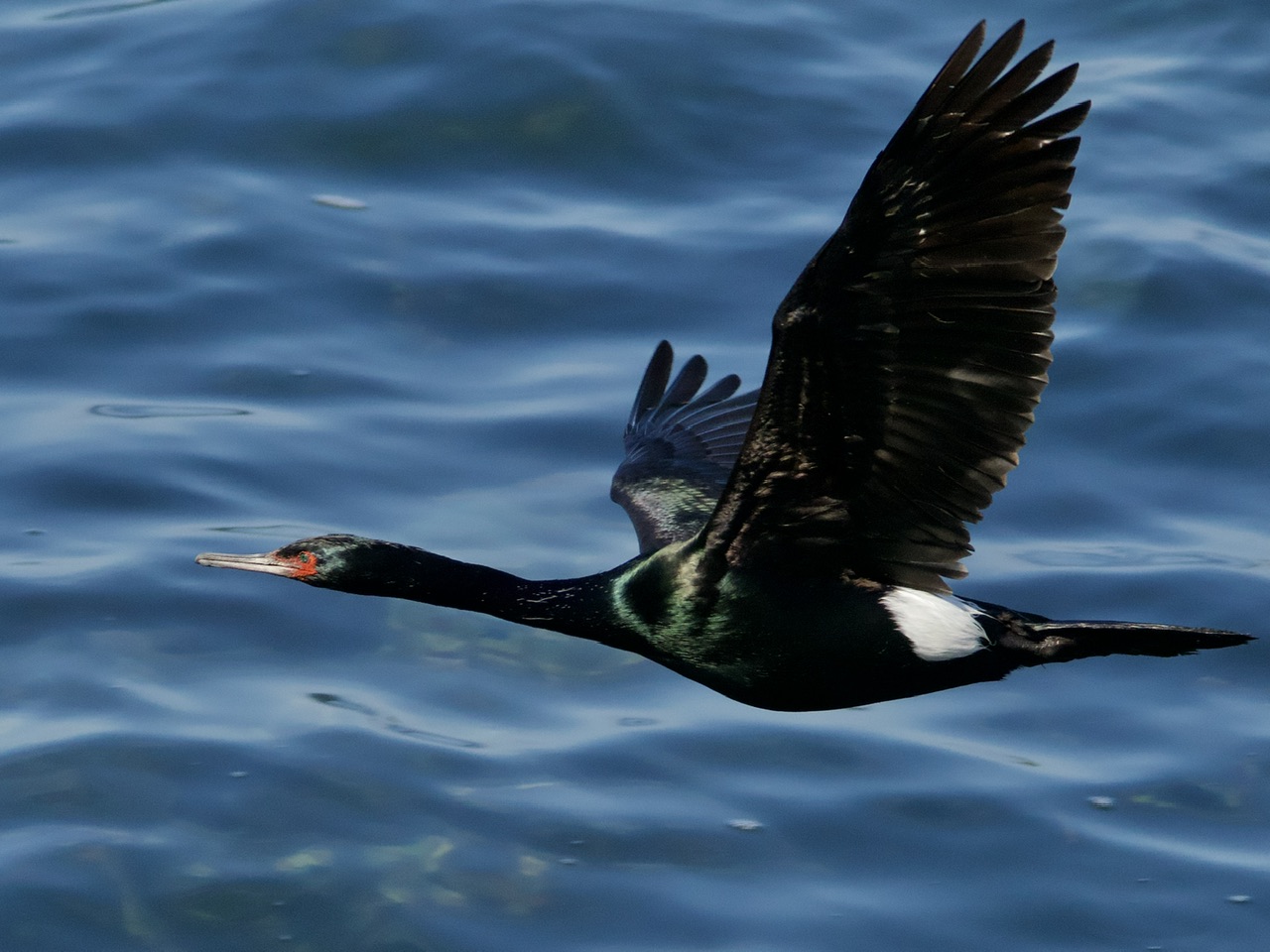 Pelagic Cormorant Flying with White Patch Visible