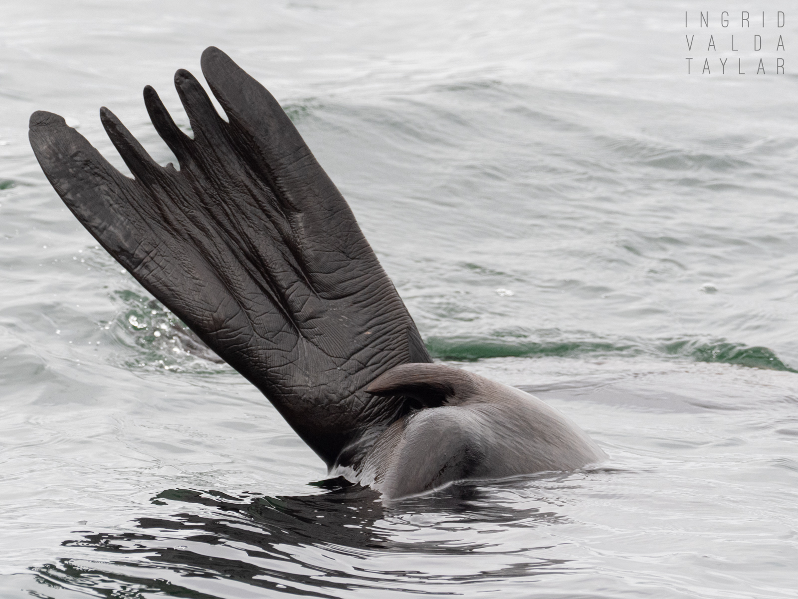 California Sea Lion Rear Flipper Sea lion raft off Cannery Row in Monterey