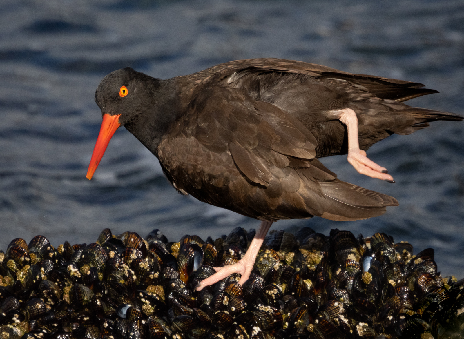 Black Oystercatcher Leg Stretch