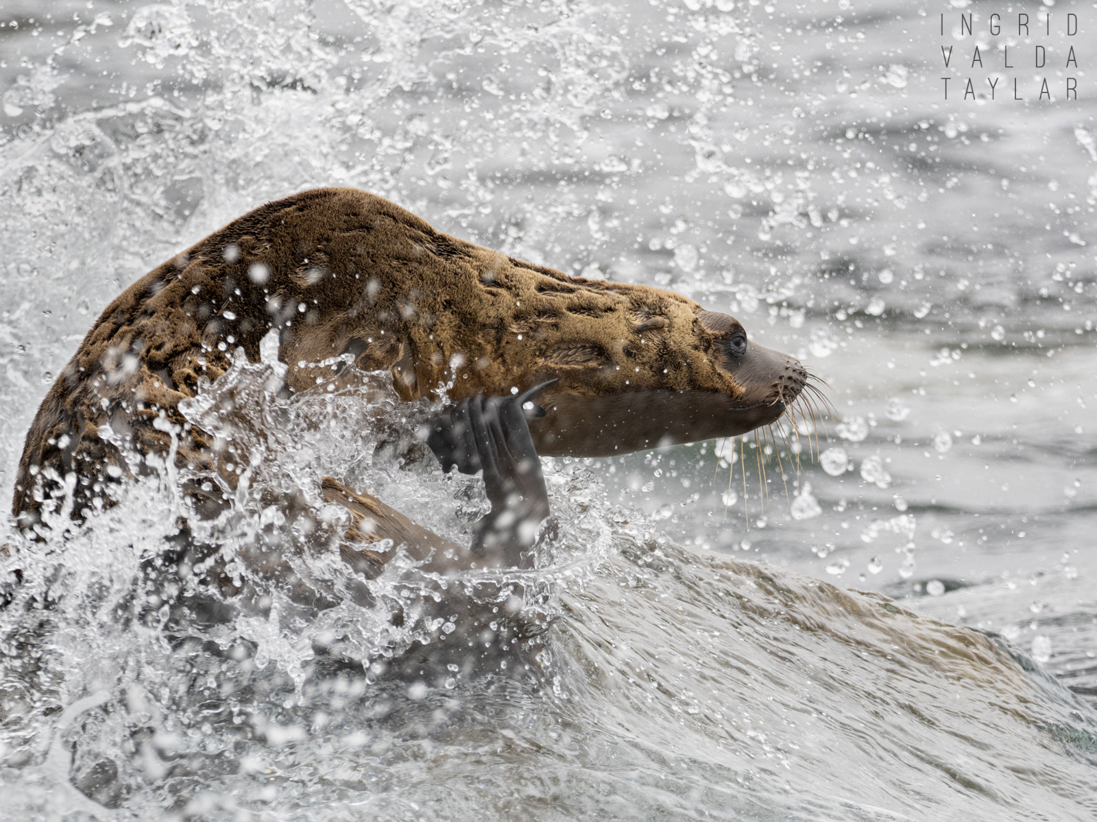 Sea Lion Yearling in Wave Splash