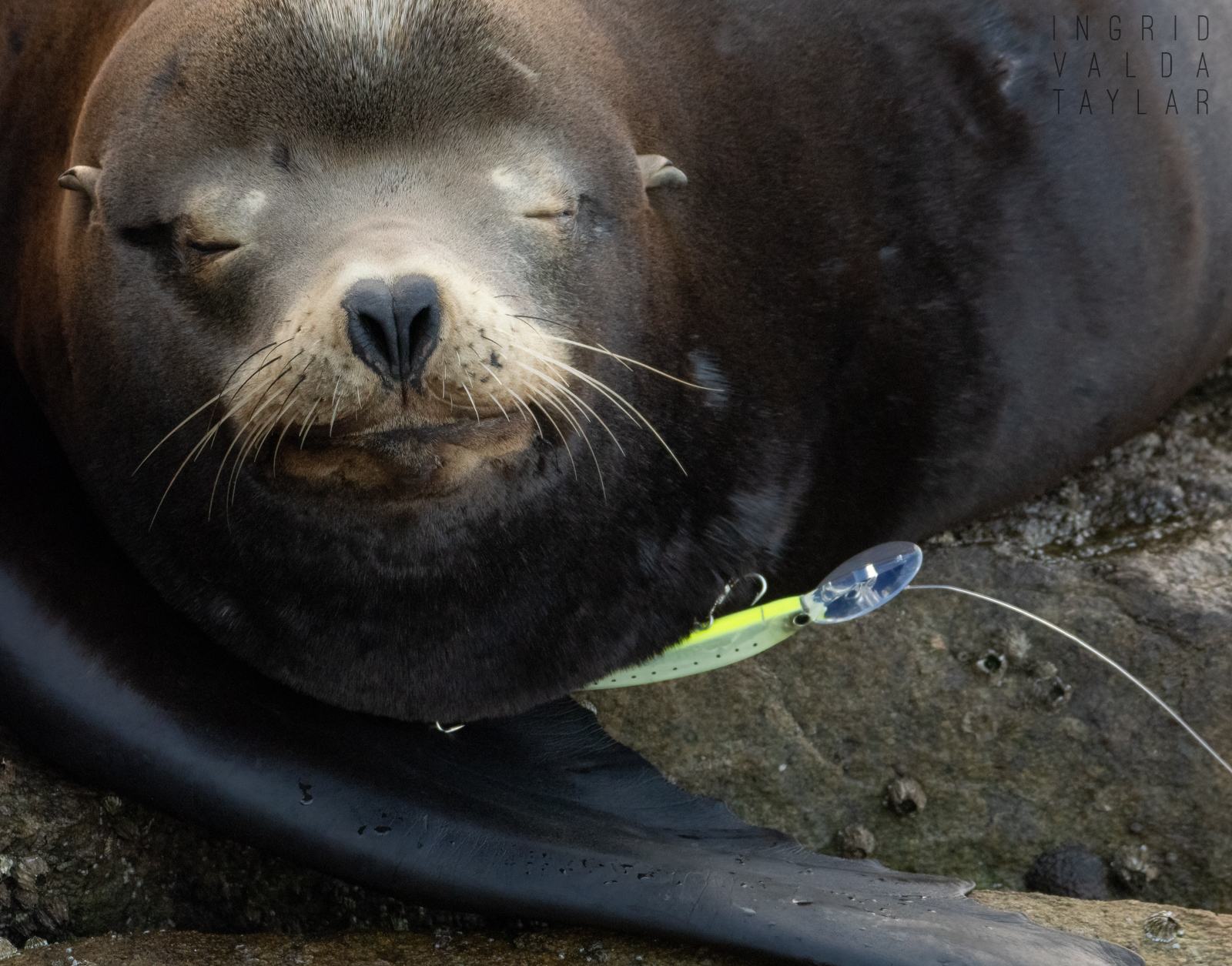 SEA LION WITH EMBEDDED HOOK/LURE