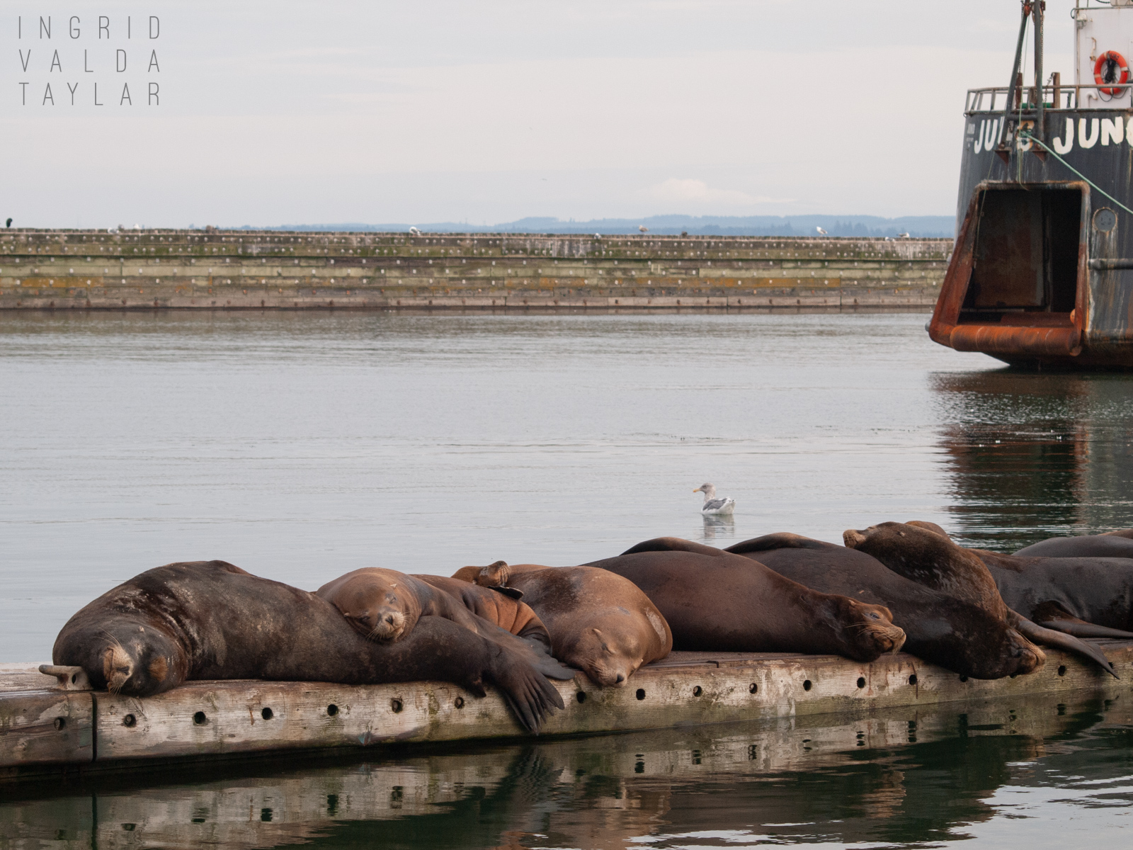 Sea Lions in Westport Washington