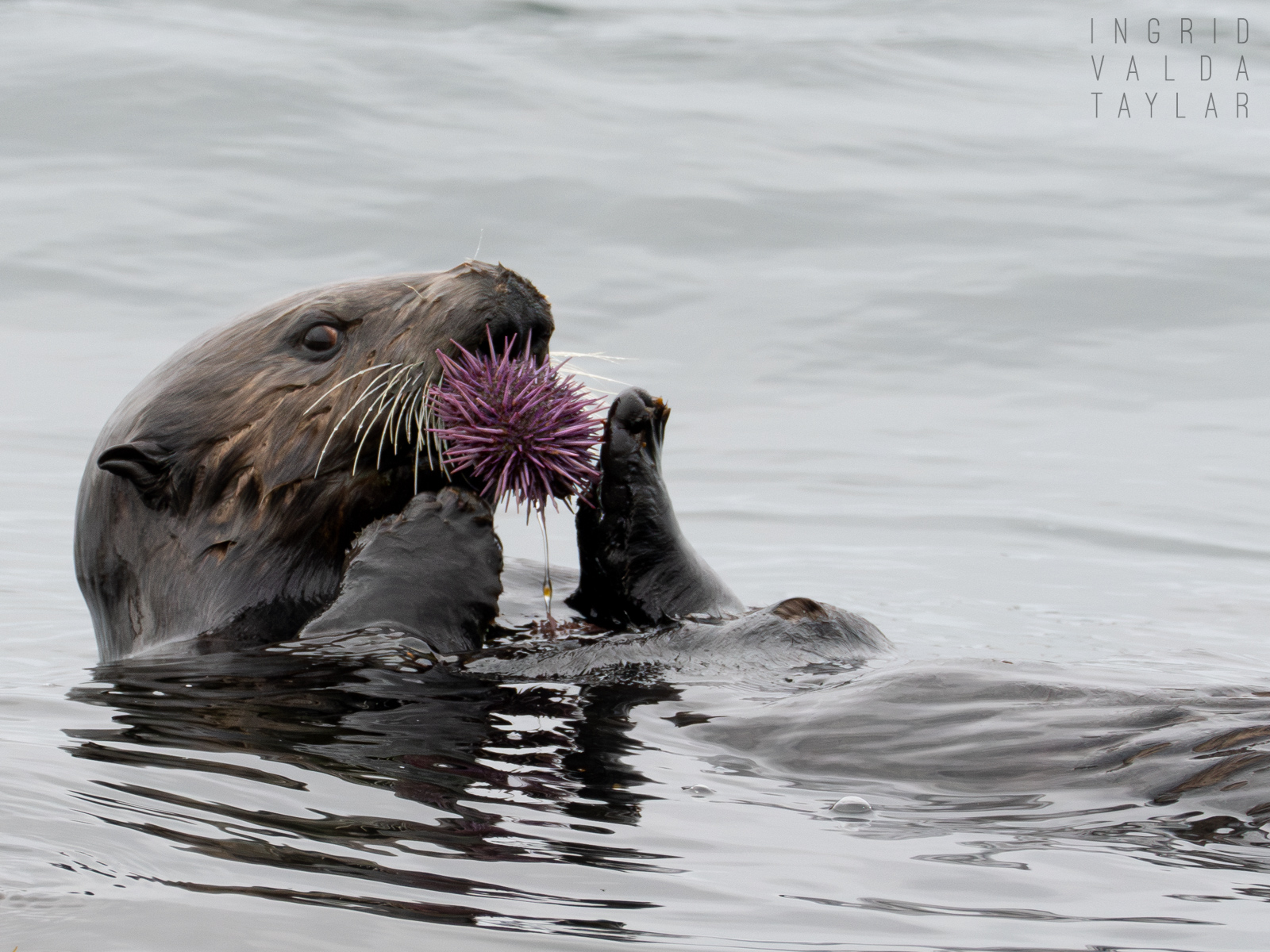 Southern sea otter with large cluster of mussels on Monterey Bay