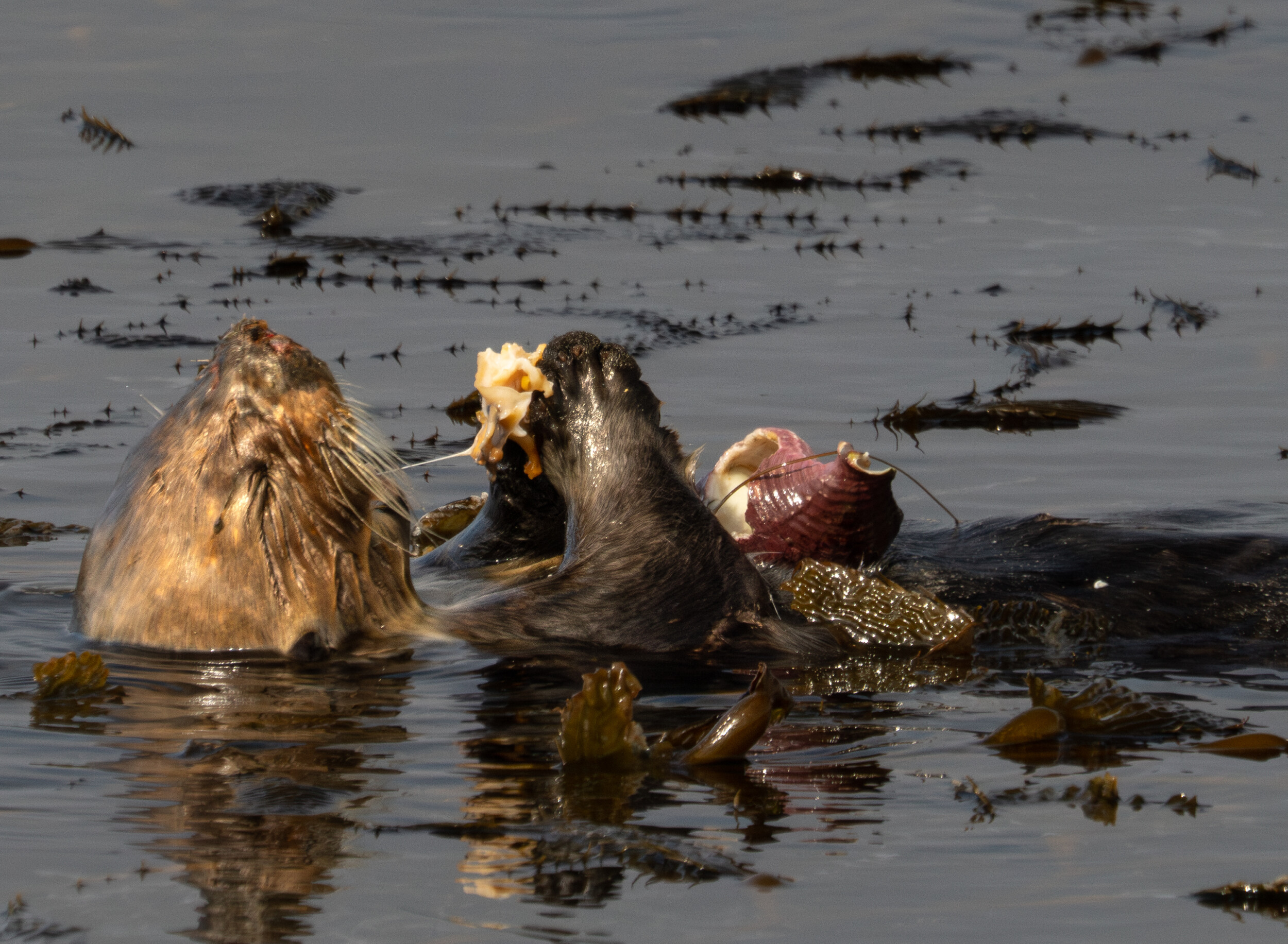 Southern Sea Otter Eating Kellet's Whelk