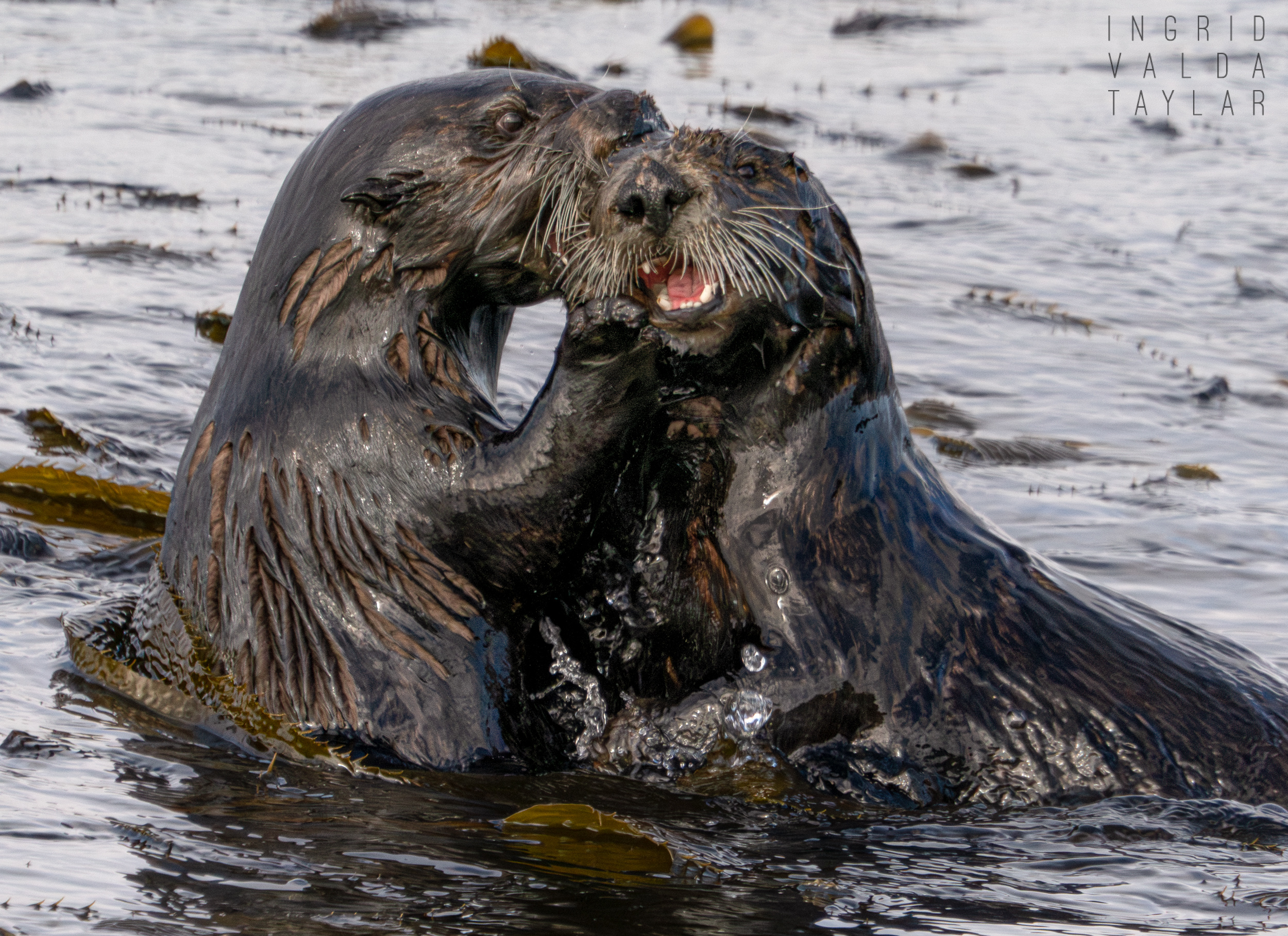 Southern Sea Otter Pups Playing in Monterey