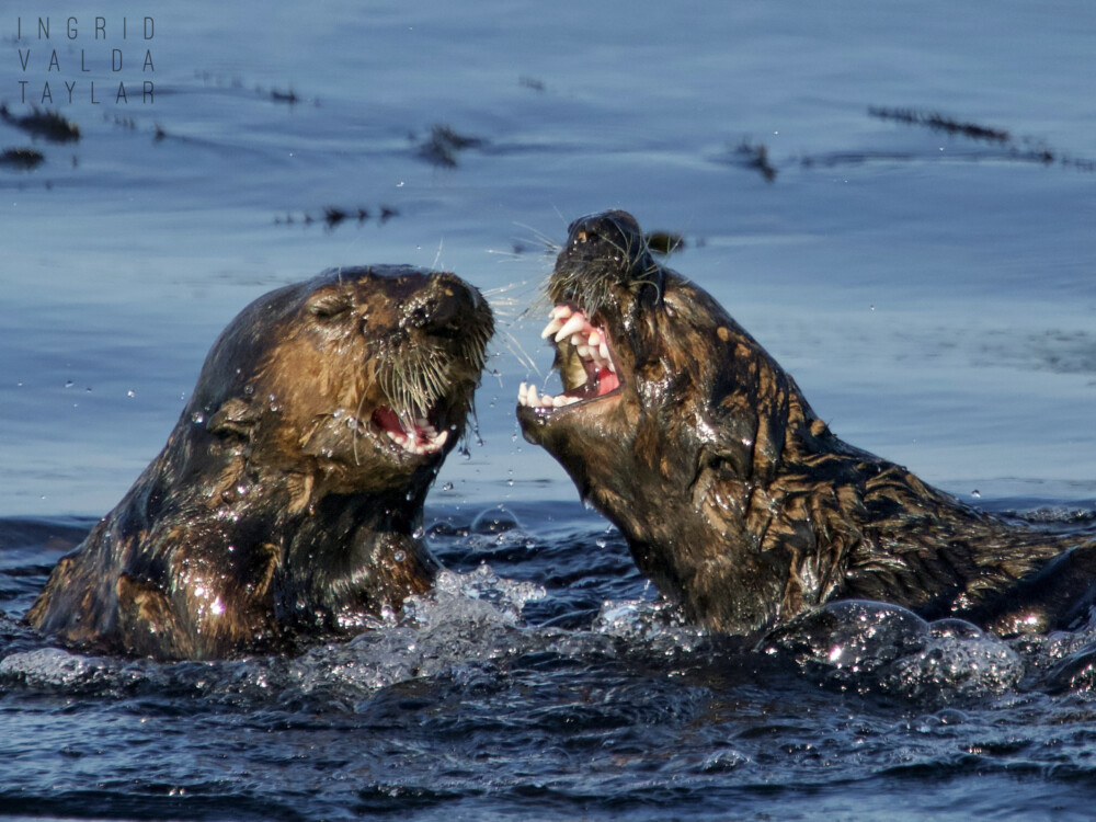 Sea Otters at Play 4 Sea Otter Pups Playing in Monterey