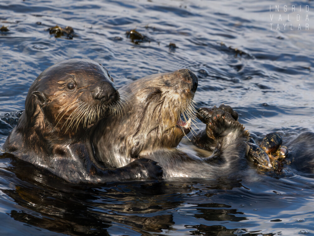 Southern Sea Otter Mother and Pup in Monterey